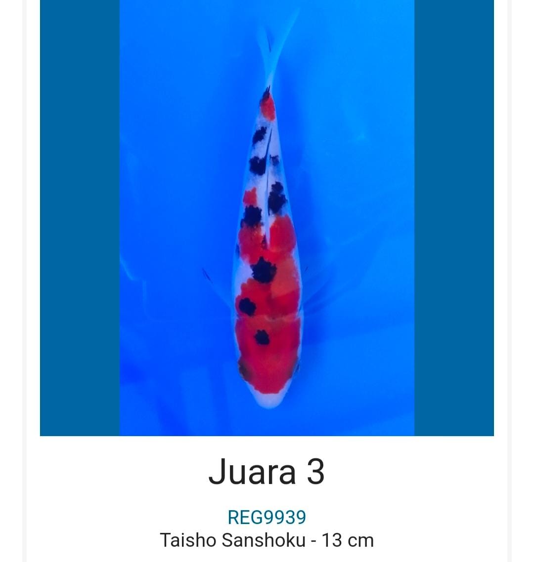 SANKE 18cm M SQ INCLUDE SERTIFIKAT JUARA WAJIB SHOW BEKASI