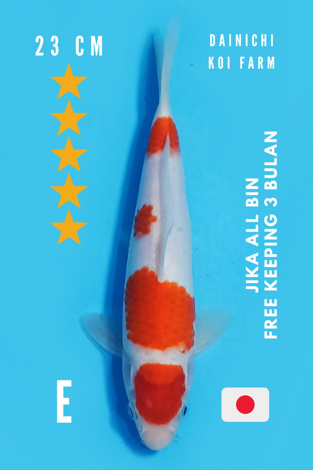 IMPORT KOHAKU 23cm