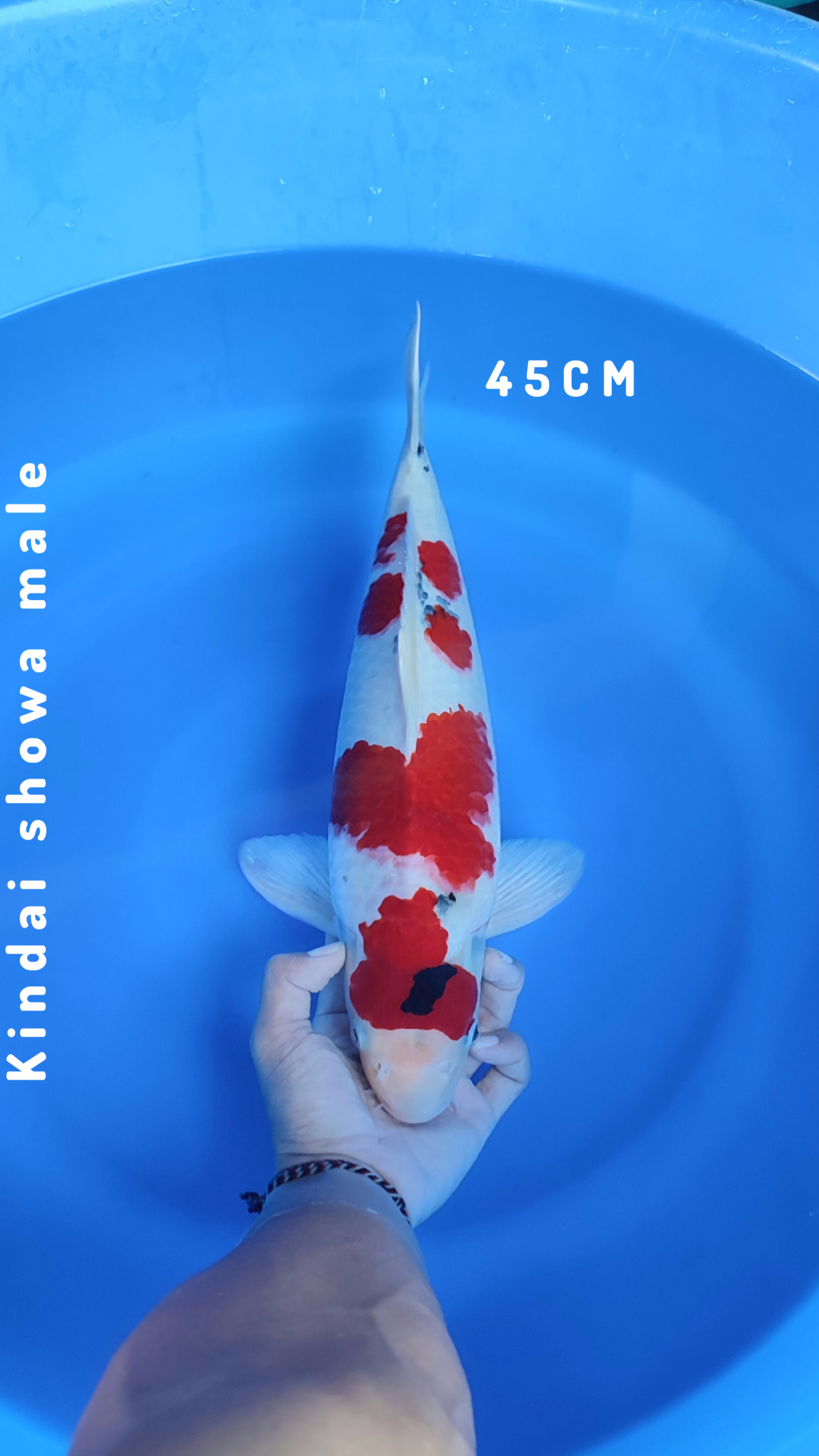 ORIGINAL KINDAI SHOWA 45cm