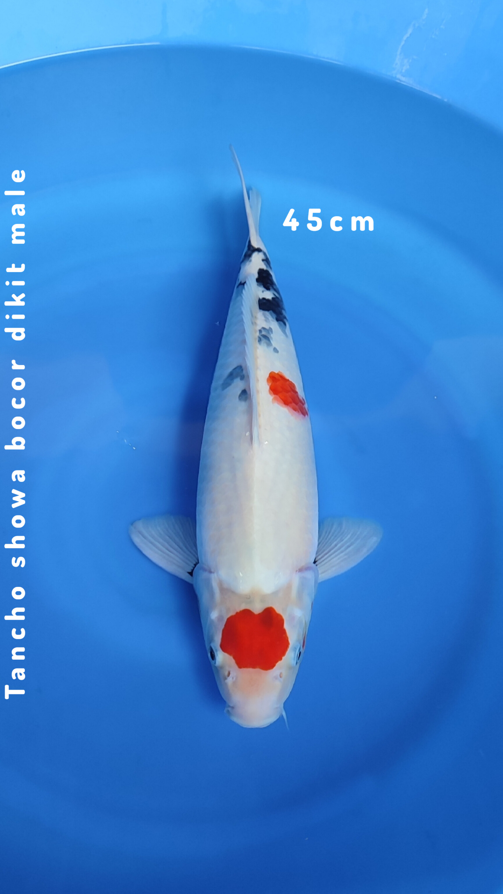 TANCHO SHOWA BOCOR DIKIT 45cm
