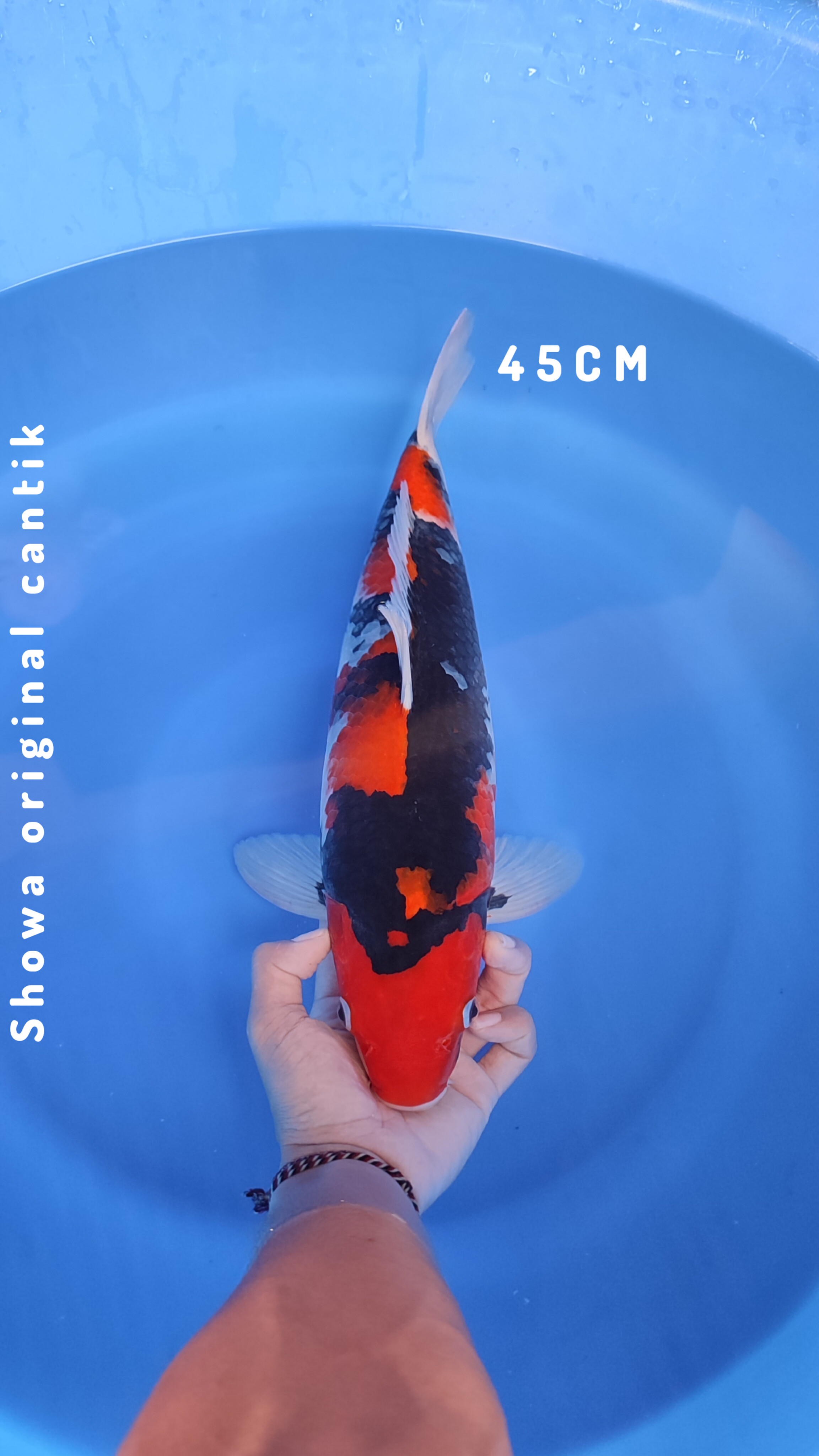 SHOWA SISIK ORIGINAL 45cm