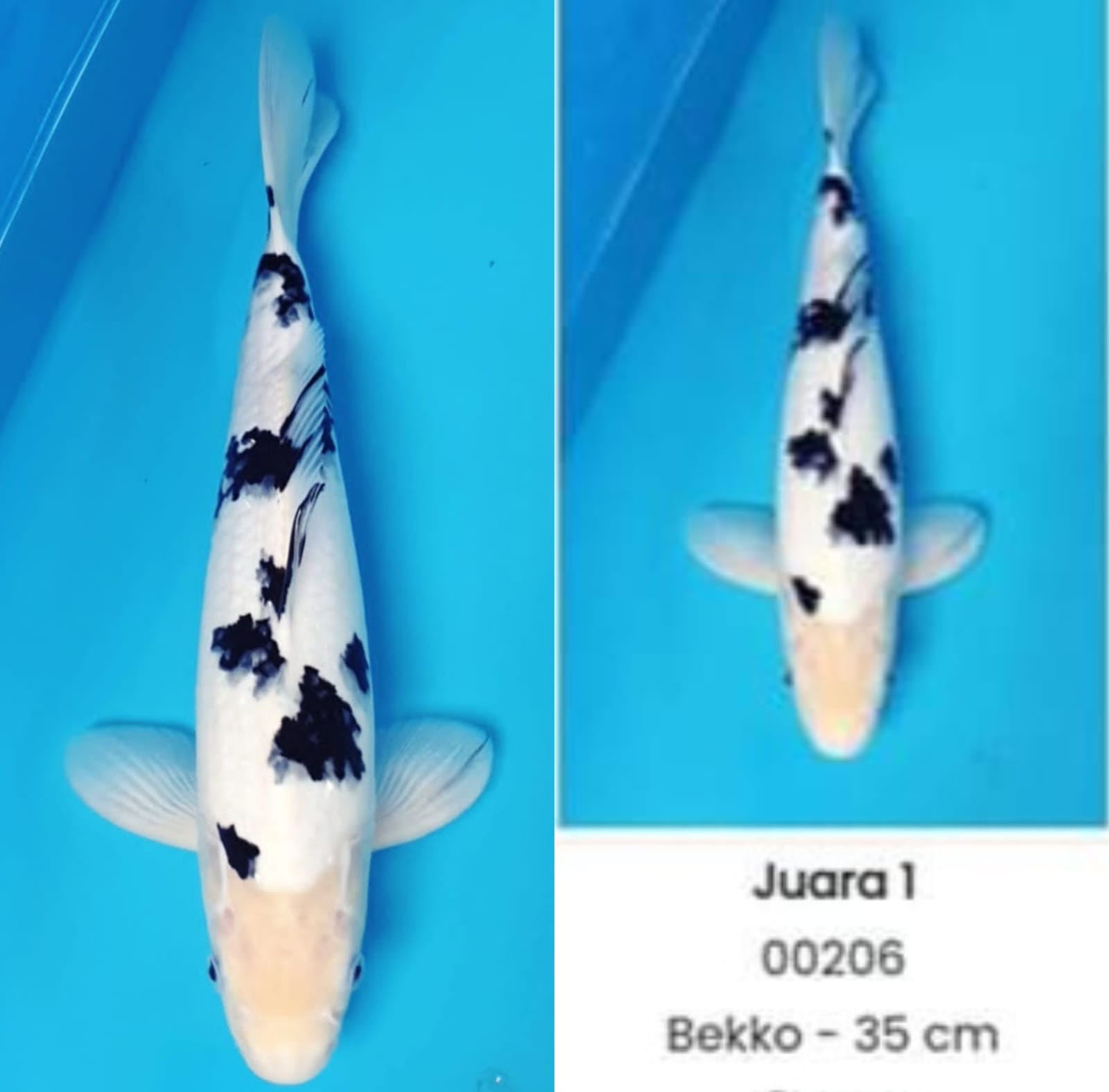 BEKKO PRESTASI 40cm MALE SERTIFIKATJUARA 1