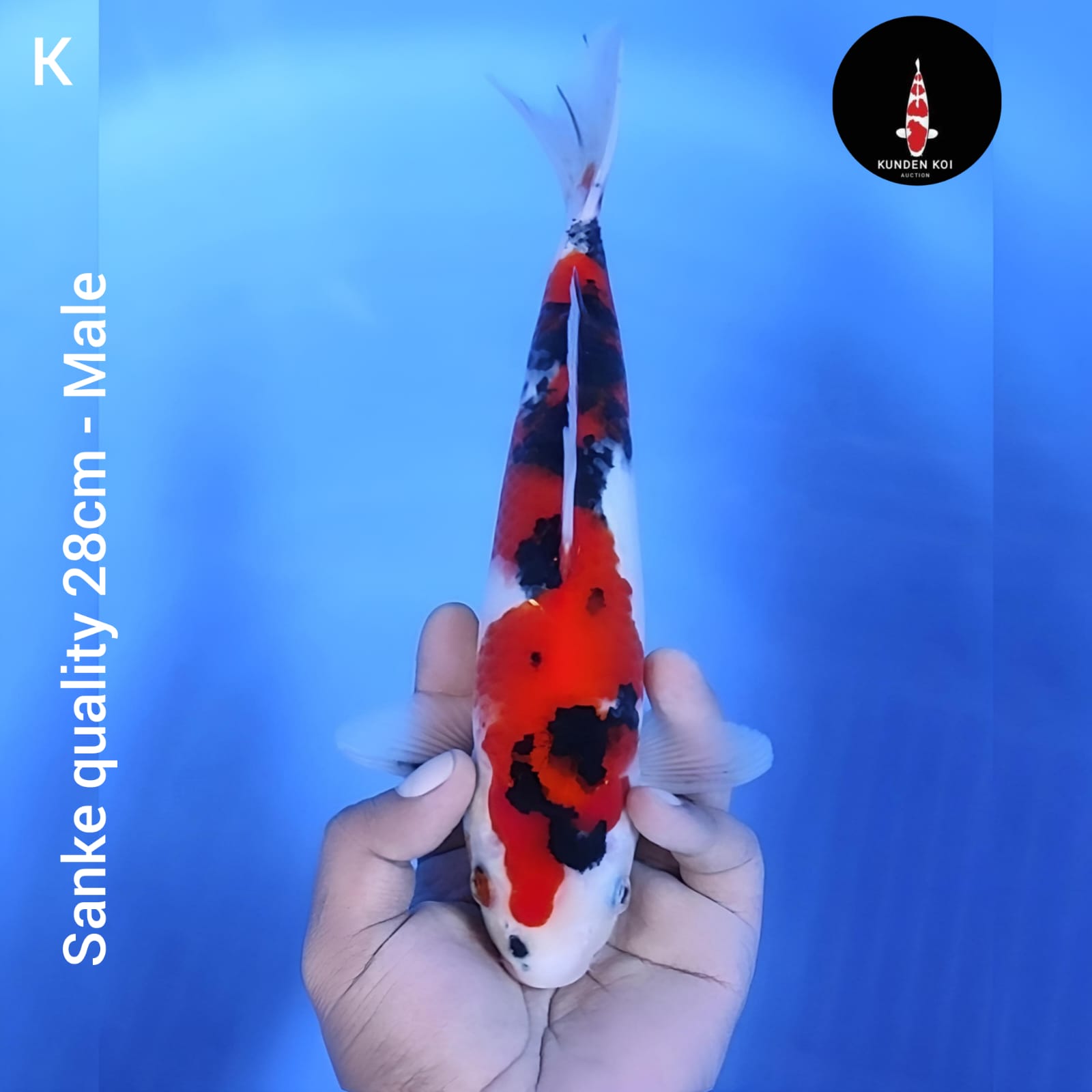 SANKE QUALITY 28cm
