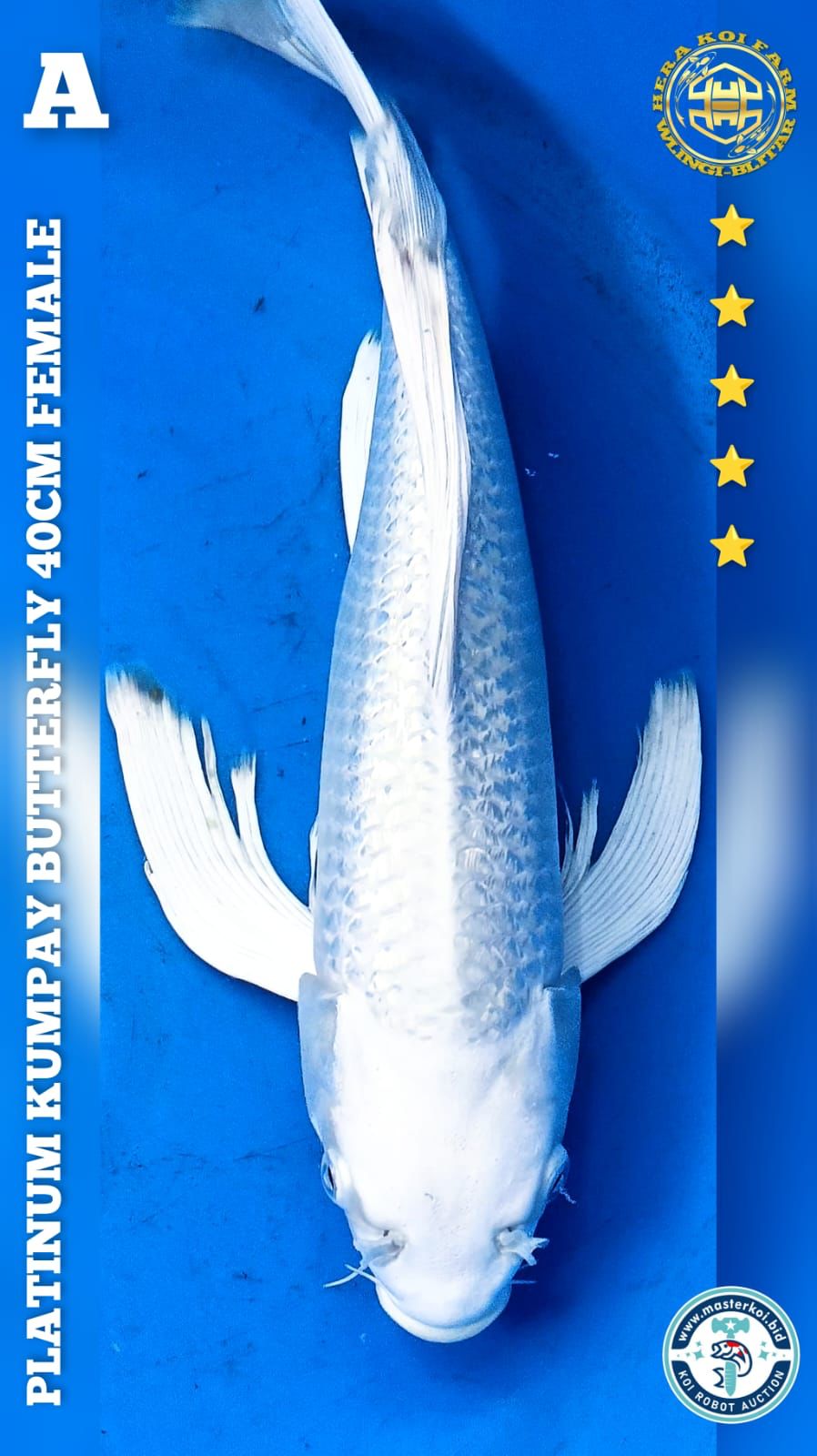 PLATINUM KUMPAY 40cm