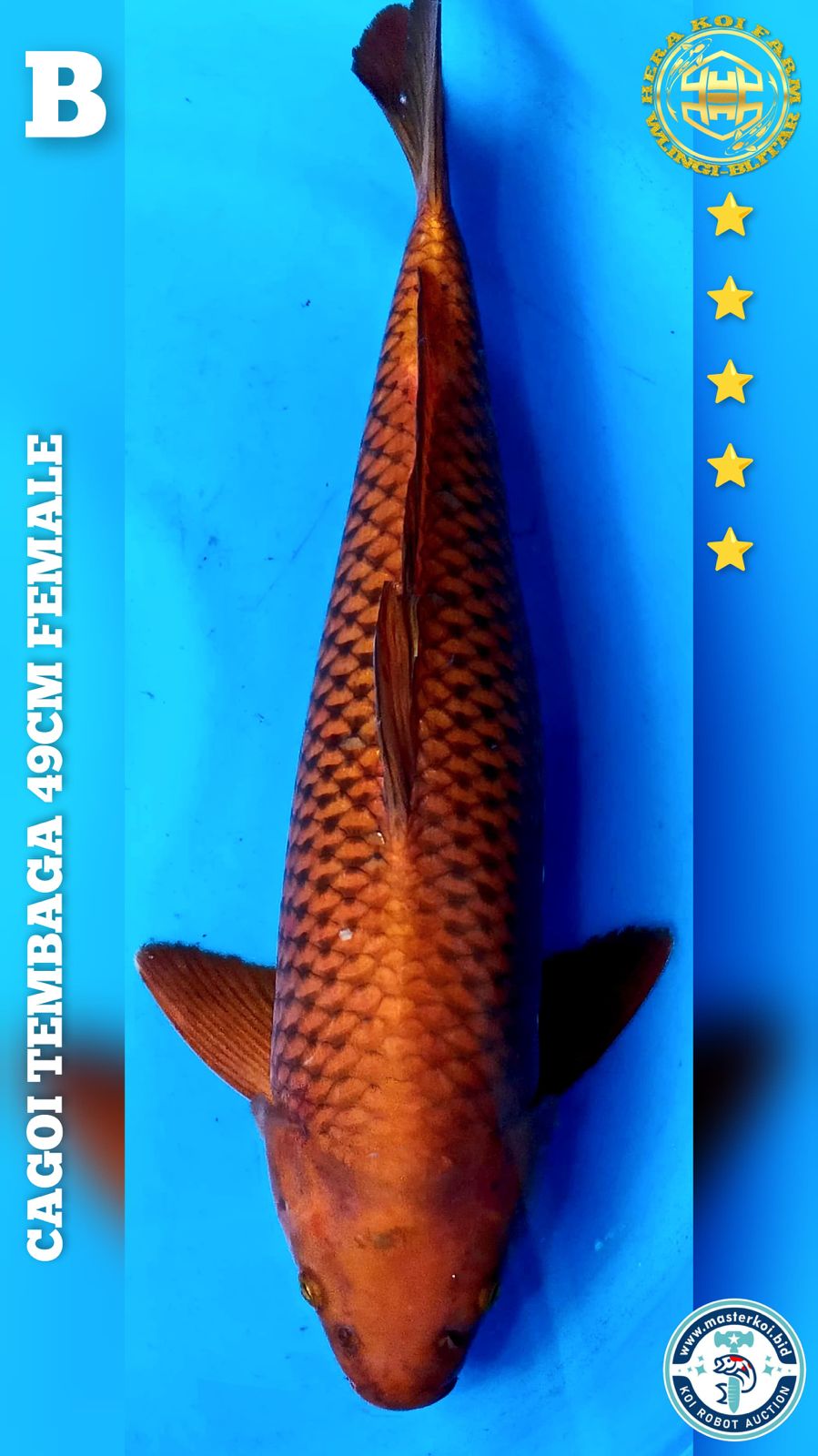 CHAGOI 49cm