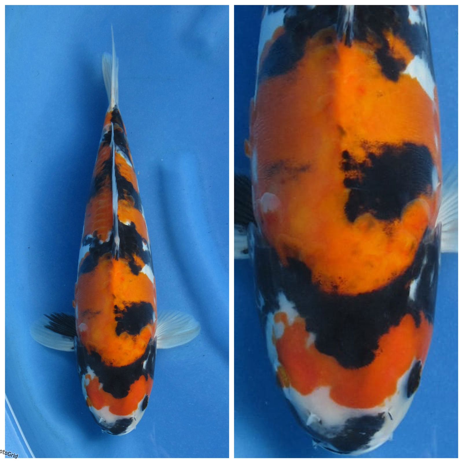 SHOWA DOITSU MURNI F1 SAKAI 37cm MALE