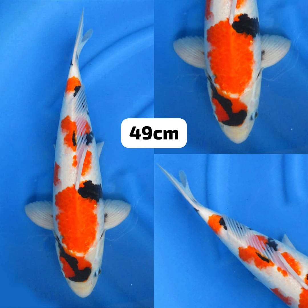 JUMBO SHOWA TATEGOI F1 49cm