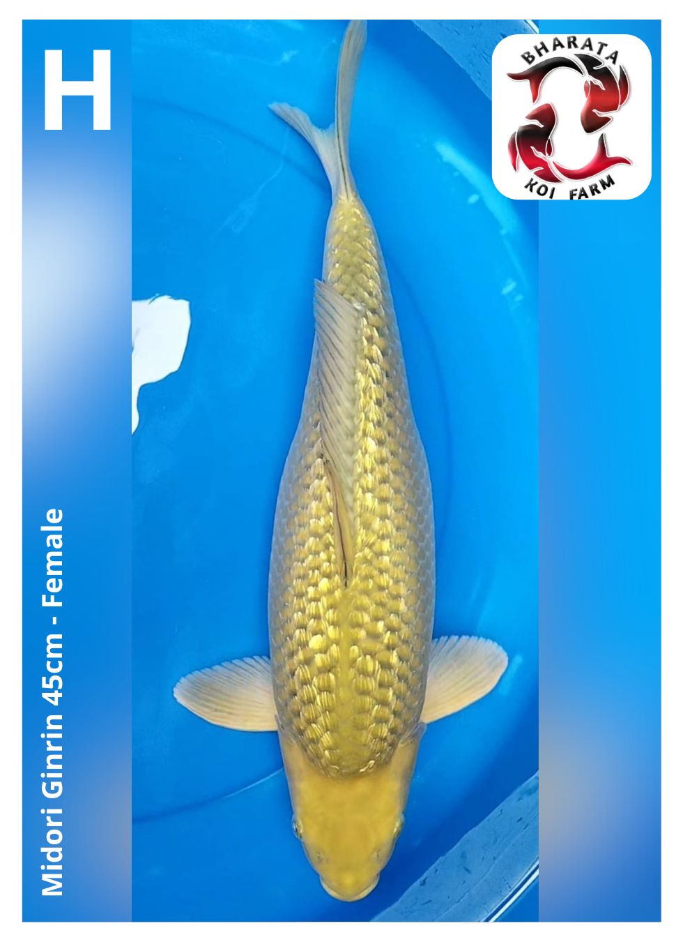 MIDORI GINRIN 45cm