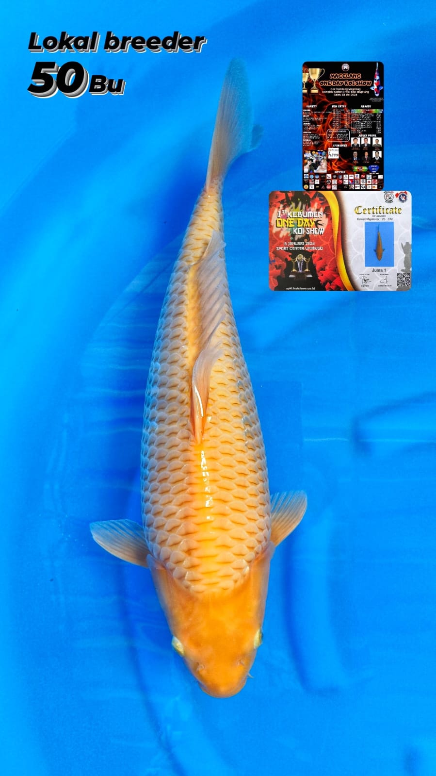 CARAMEL SQ JUARA 1 READY SHOW MAGELANG 47cm