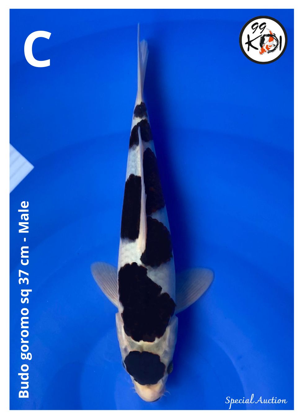 BUDO GOROMO SQ 37cm