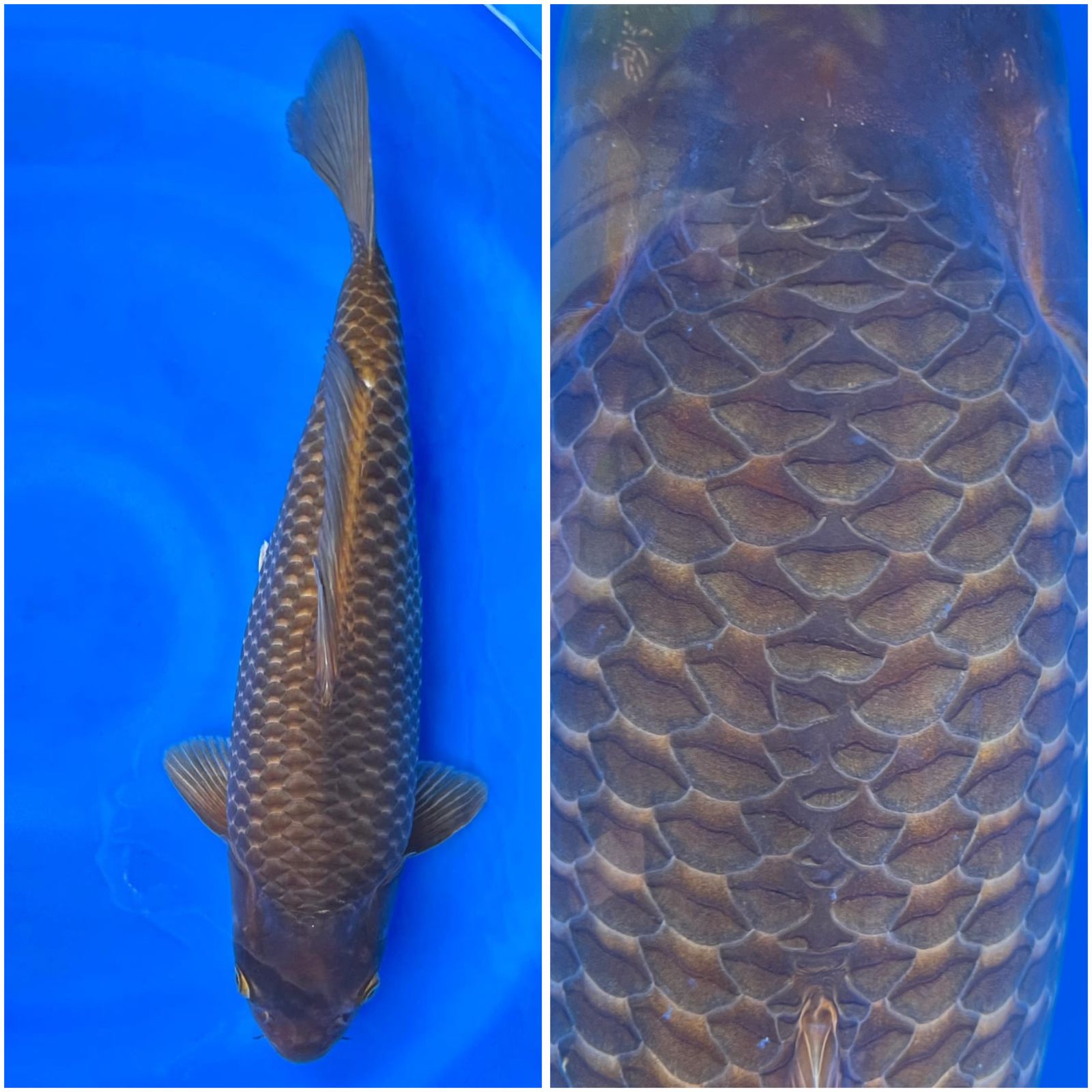 CARAMEL CLASIC CALON INDUKAN YANG BAIK 49cm