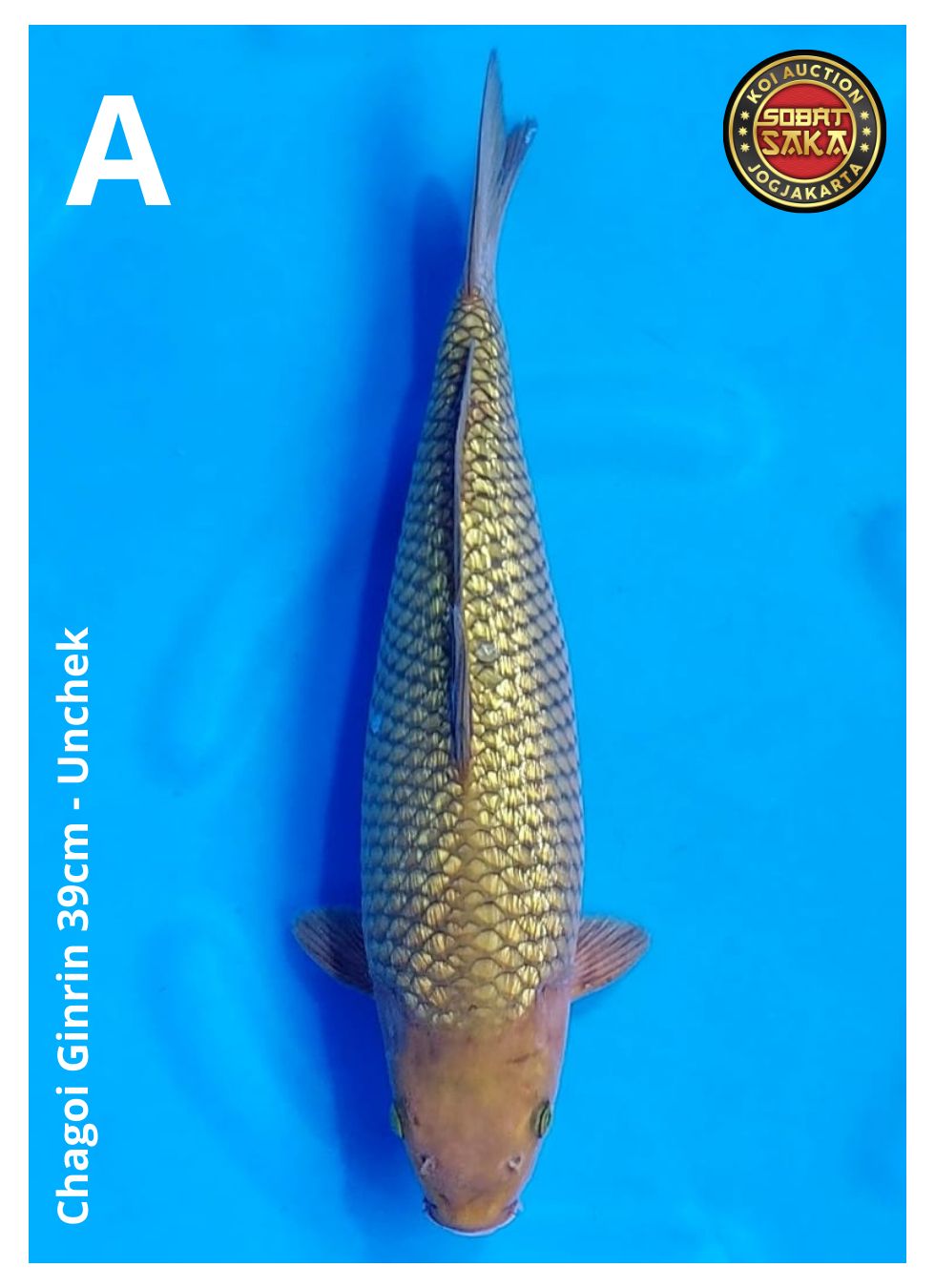 CHAGOI GINRIN 39cm