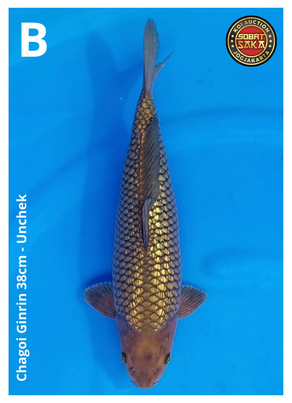 CHAGOI GINRIN 38cm
