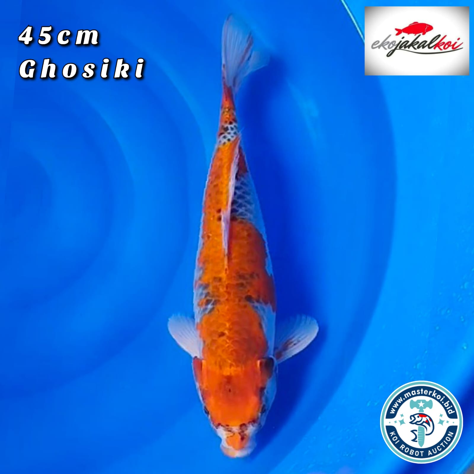GHOSIKI 45cm