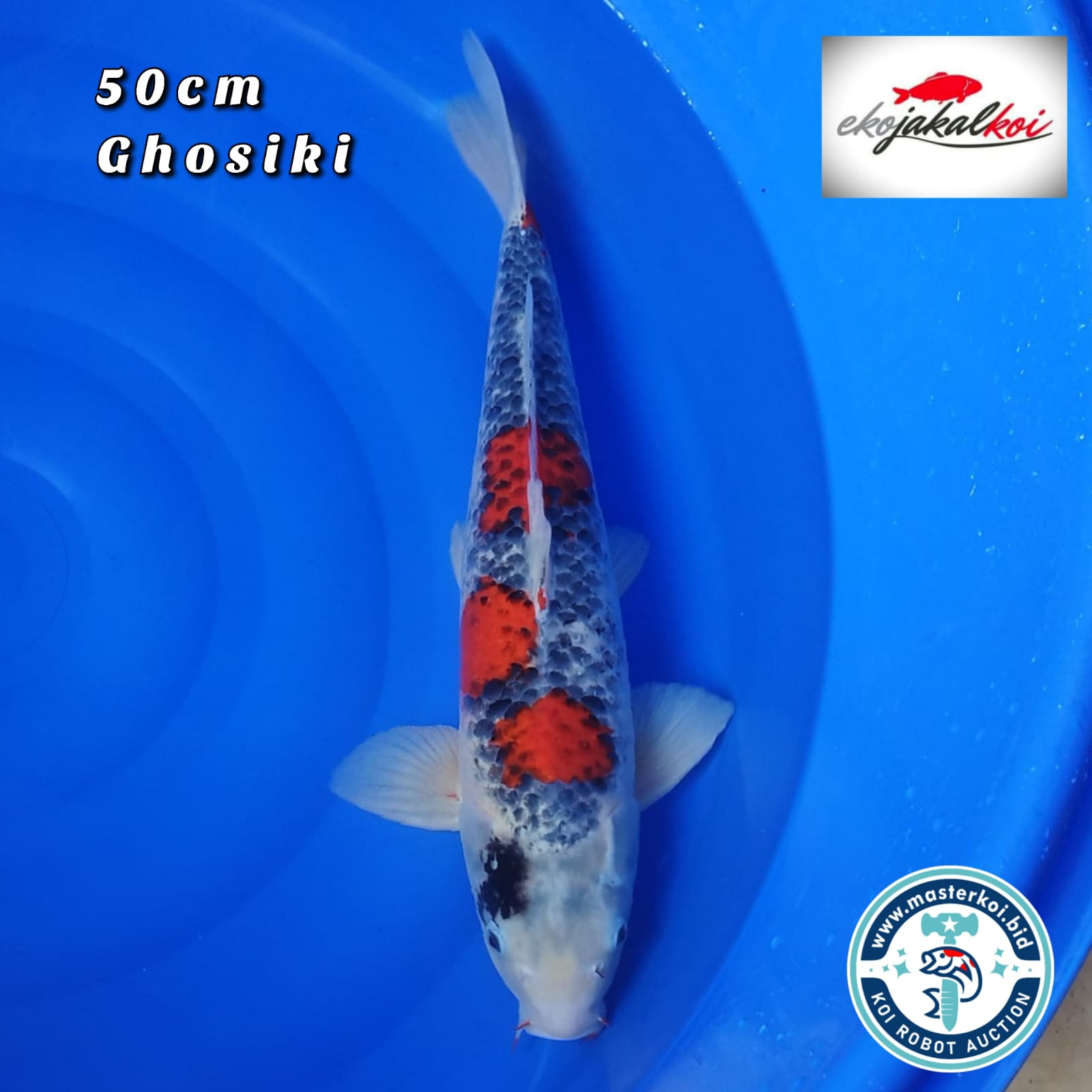 GHOSIKI 50cm