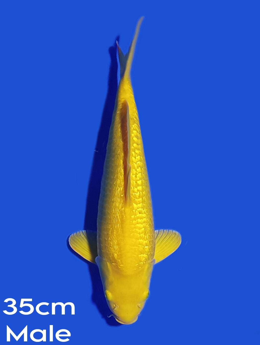 KARASI GINRIN 35cm