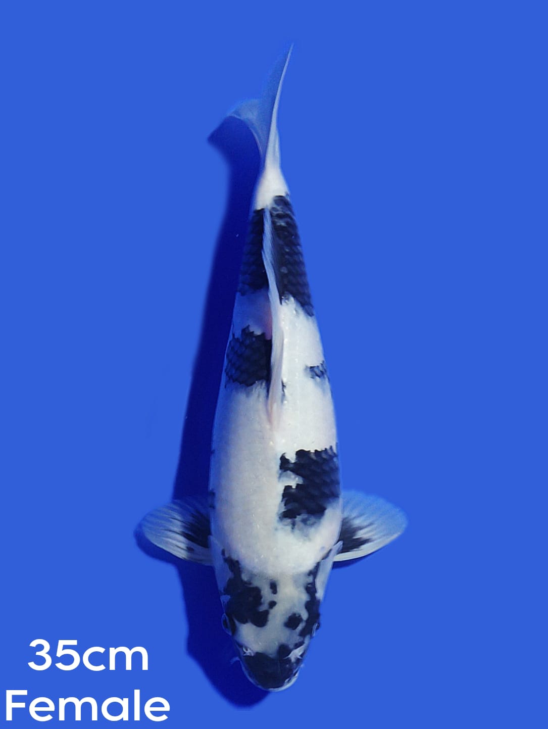 SHIRO 35cm