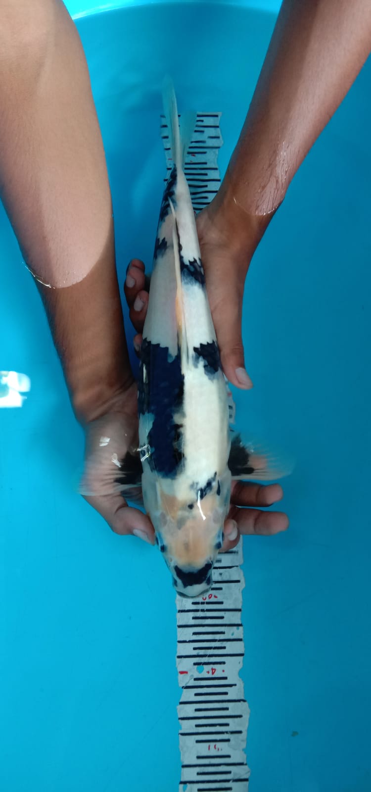 SIRO UDSURI 38cm HQ RAWATAN KOLAM FILTER CIAMIK