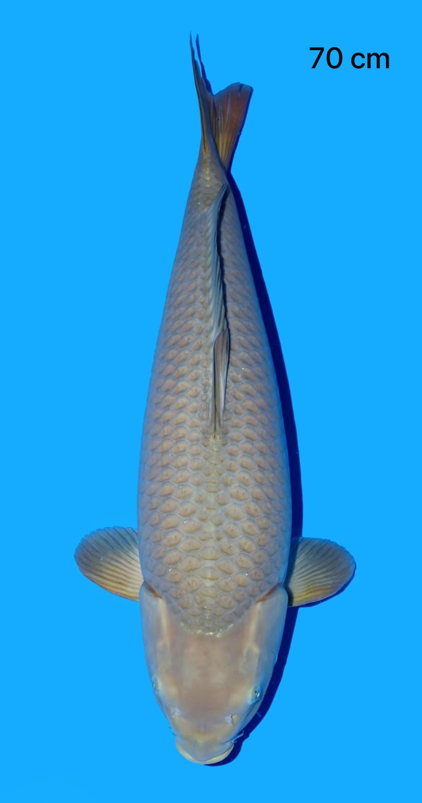 MIDORI CHAGOI DOB 2022 70cm