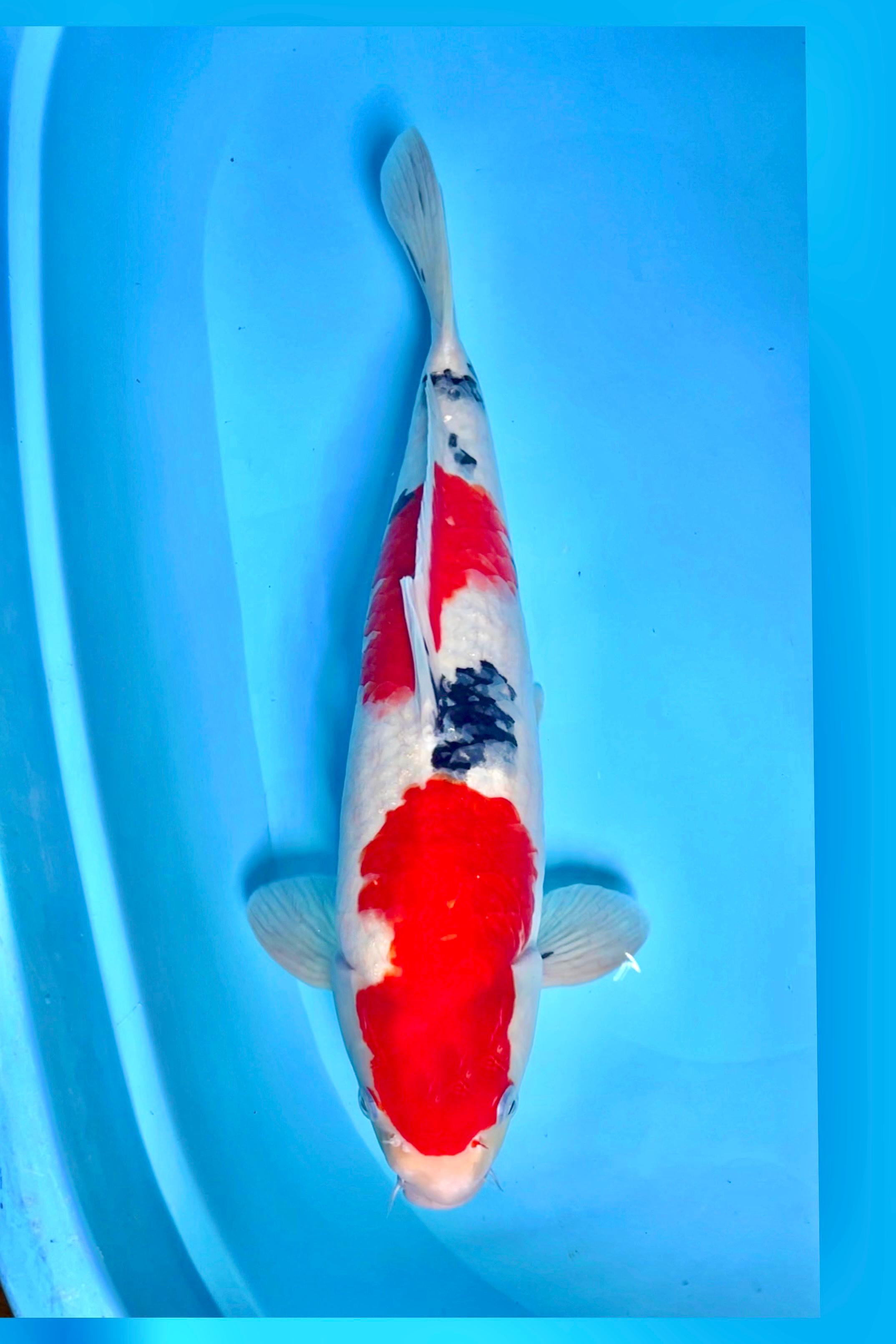 SANKE KORBAN BNR 44cm