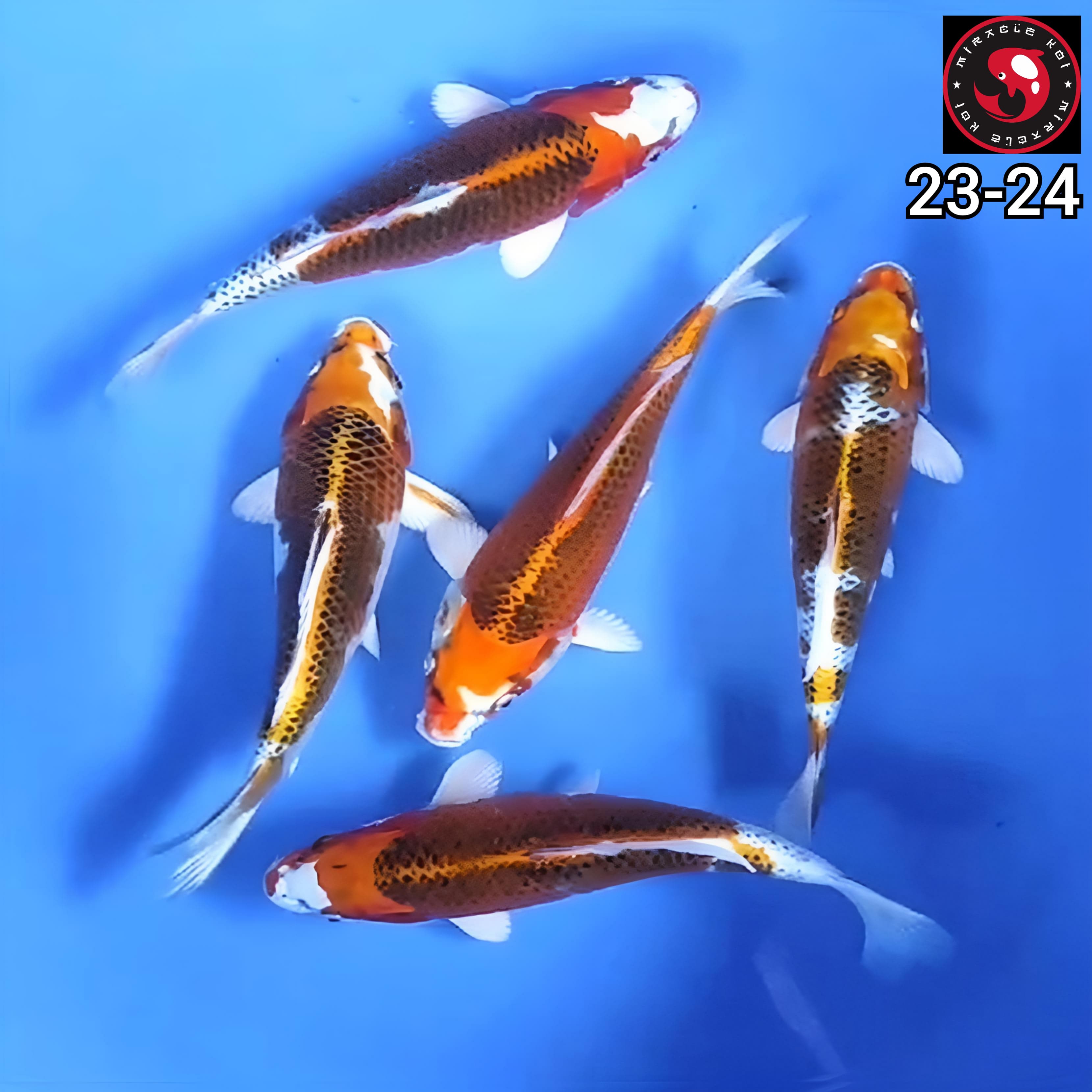 KUJAKU 5 EKOR 2324cm