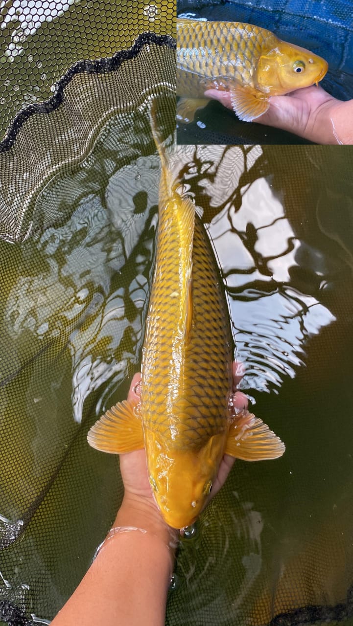 CAGOI PUNUKBULKY 42cm