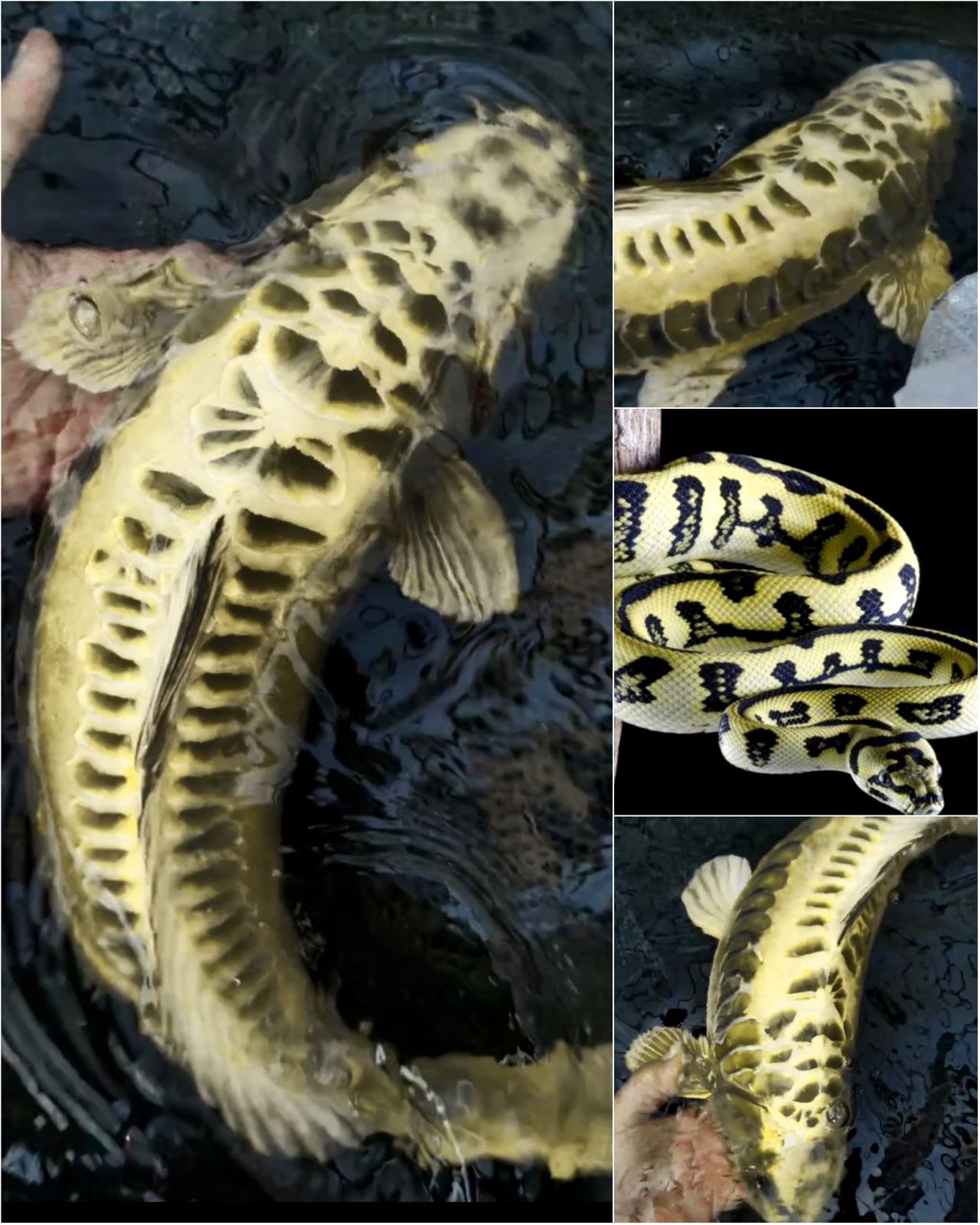ARAGOKE NAGA AIR SUPER QUALITY 54cm LAYAK KEEPING