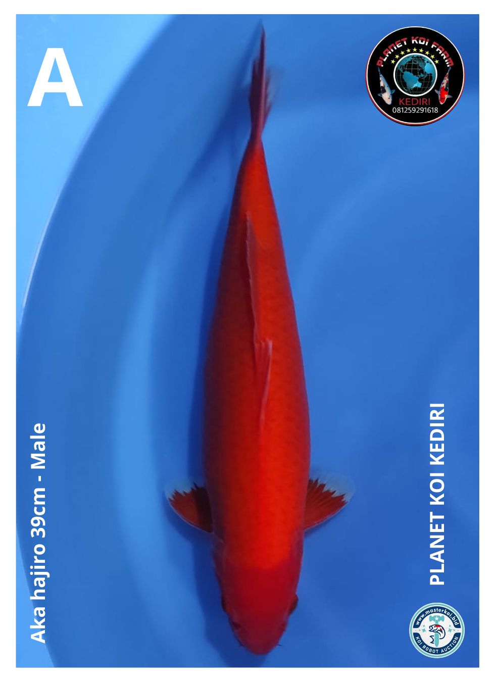 AKA HAJIRO 39cm