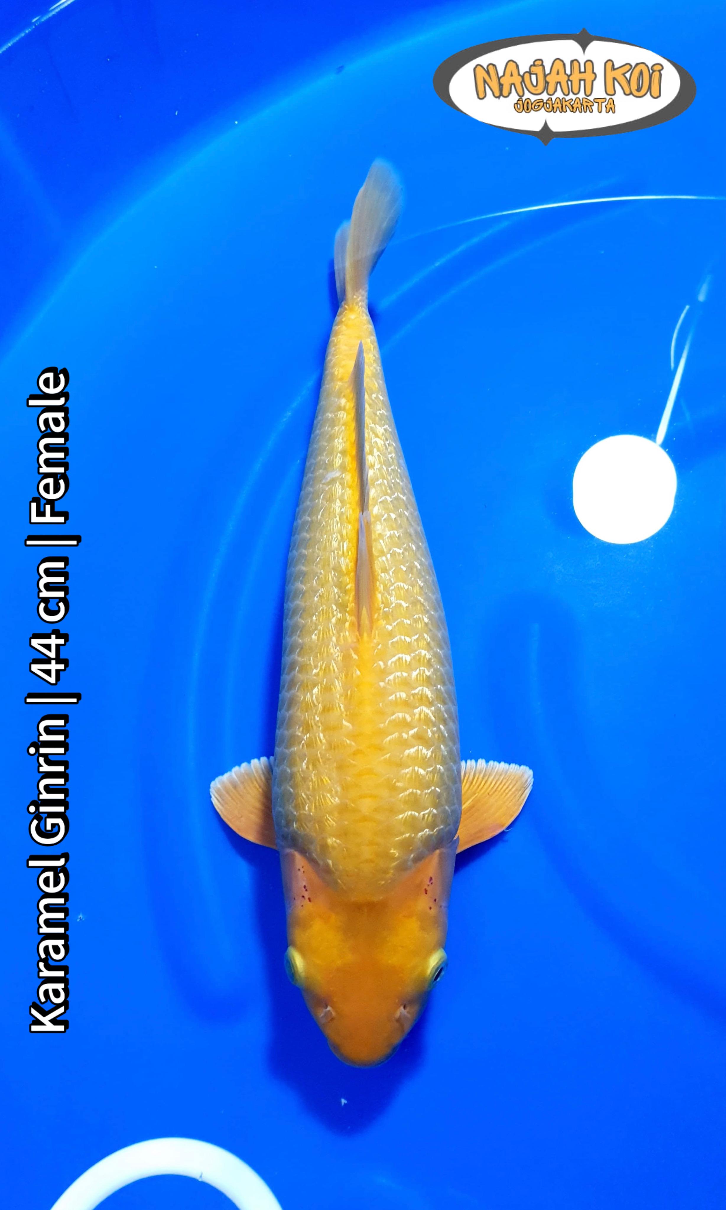 KARAMEL GINRIN 44cm