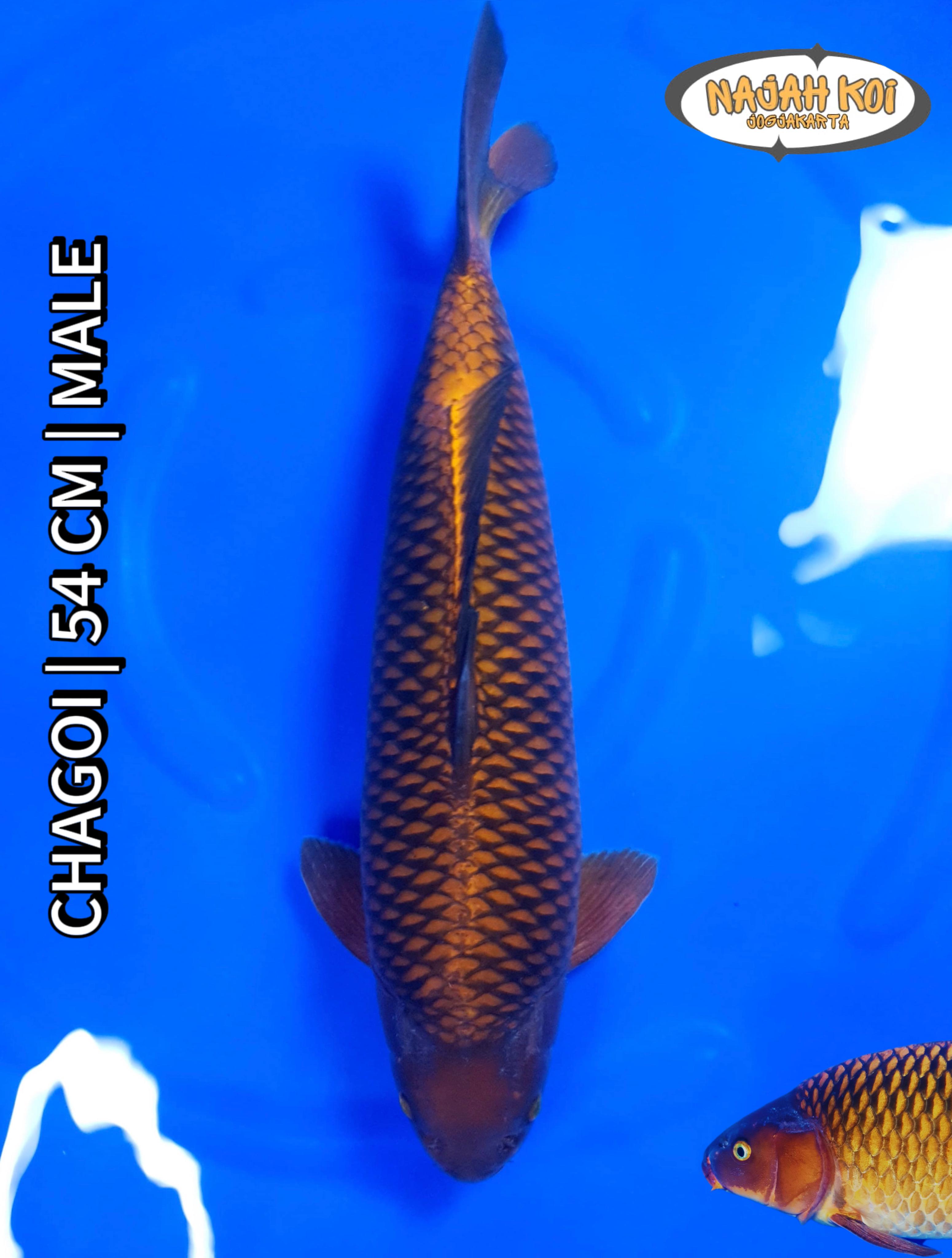 CHAGOI 54cm