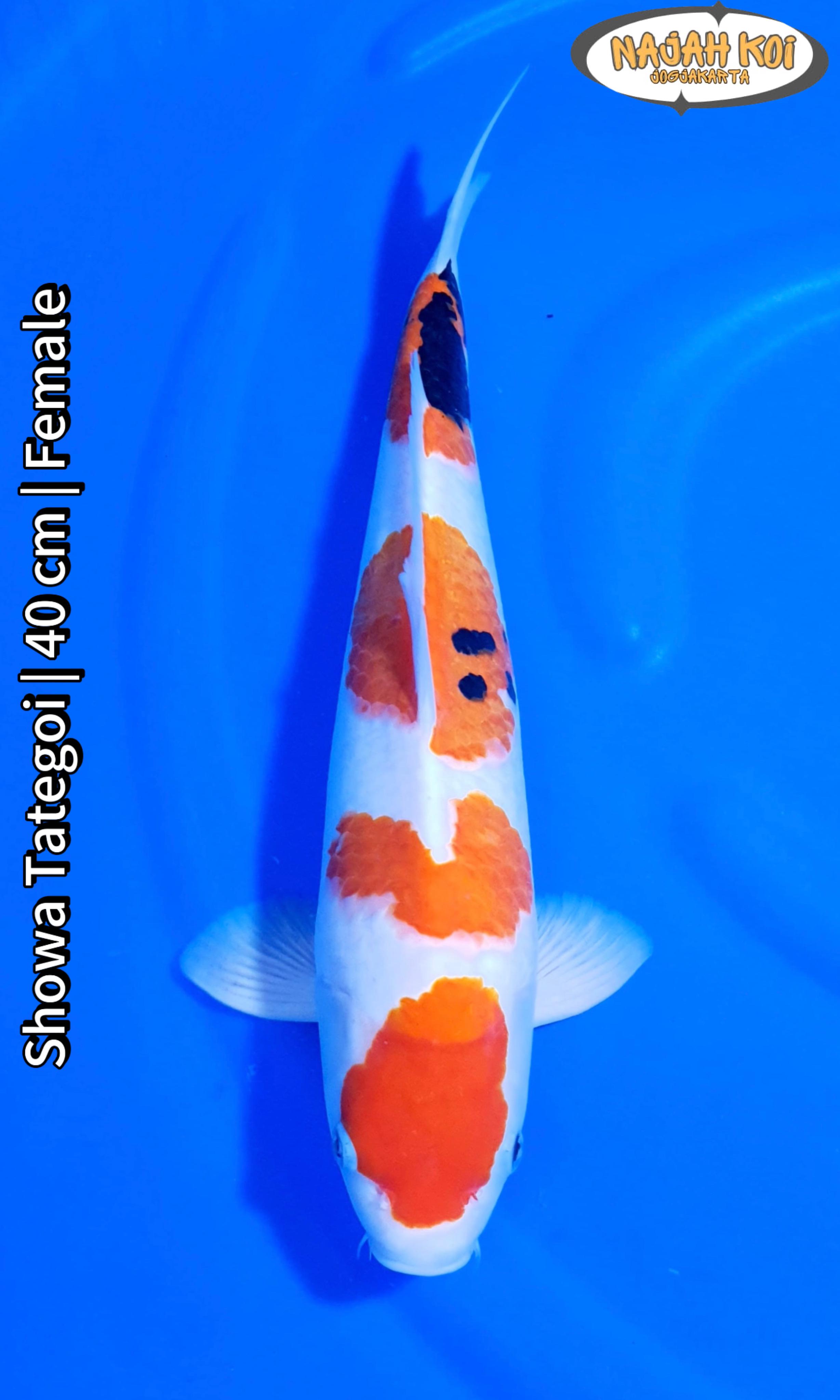 SHOWA TATEGOI 40cm