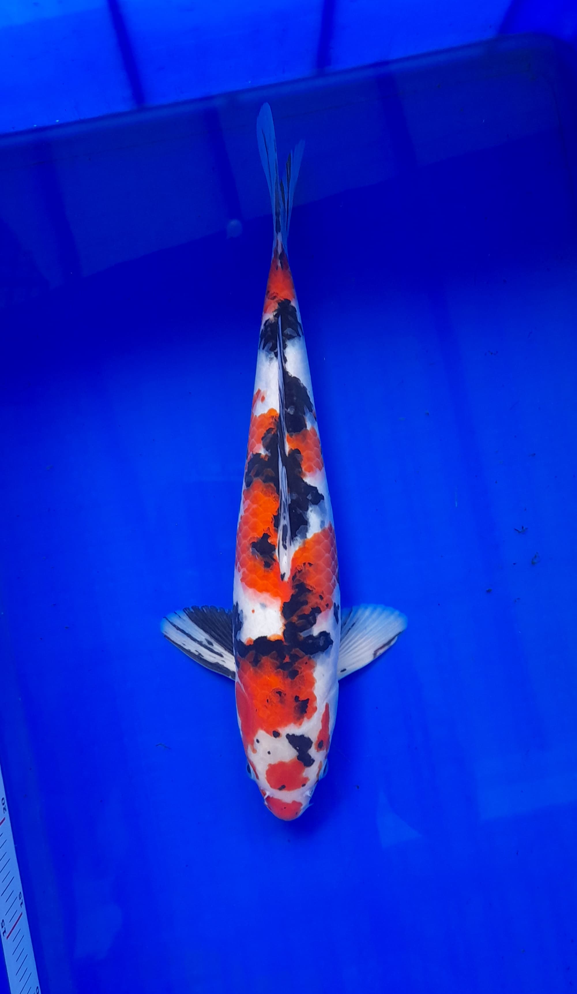 SANKE BAGUS 37cm
