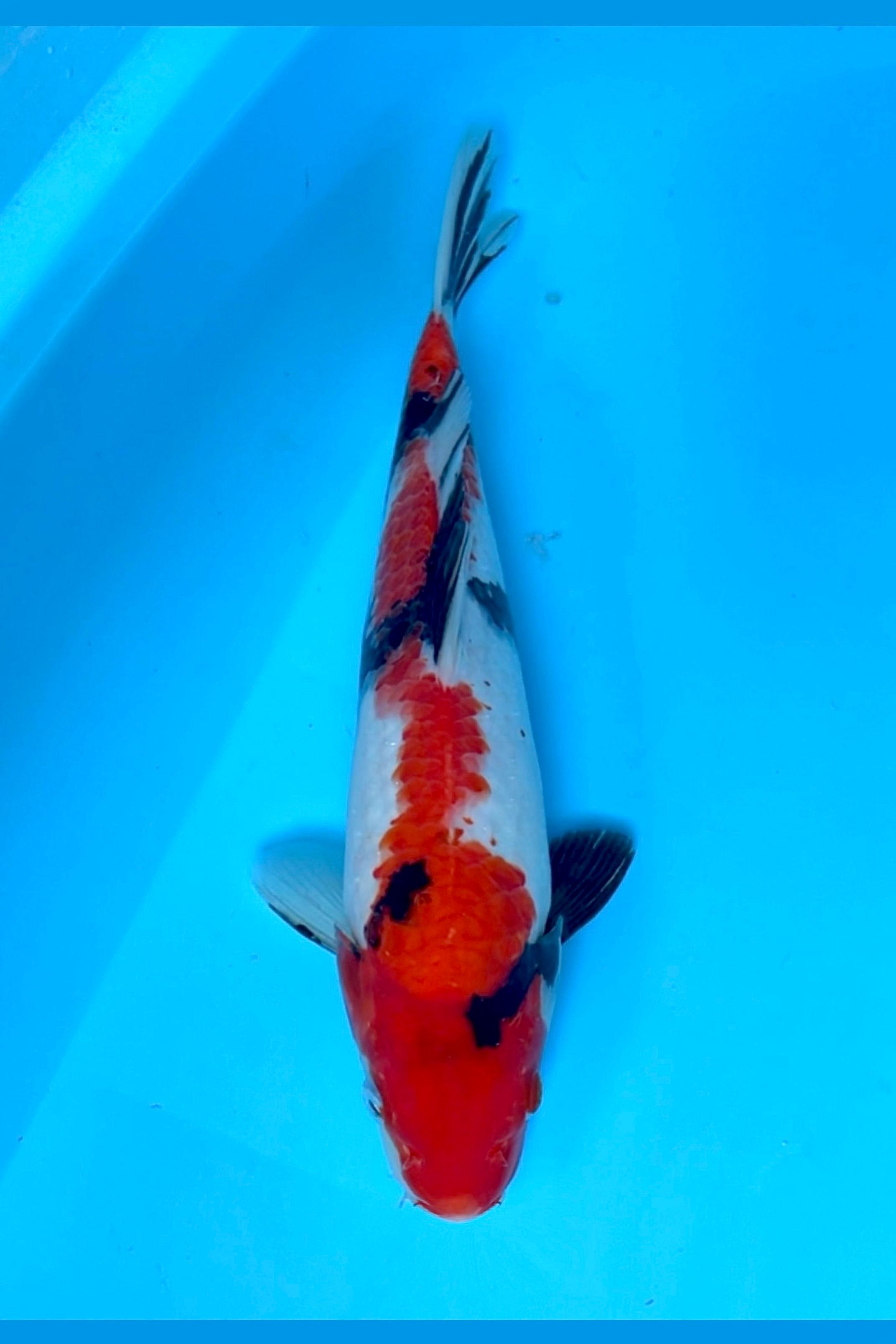 SHOWA 30cm