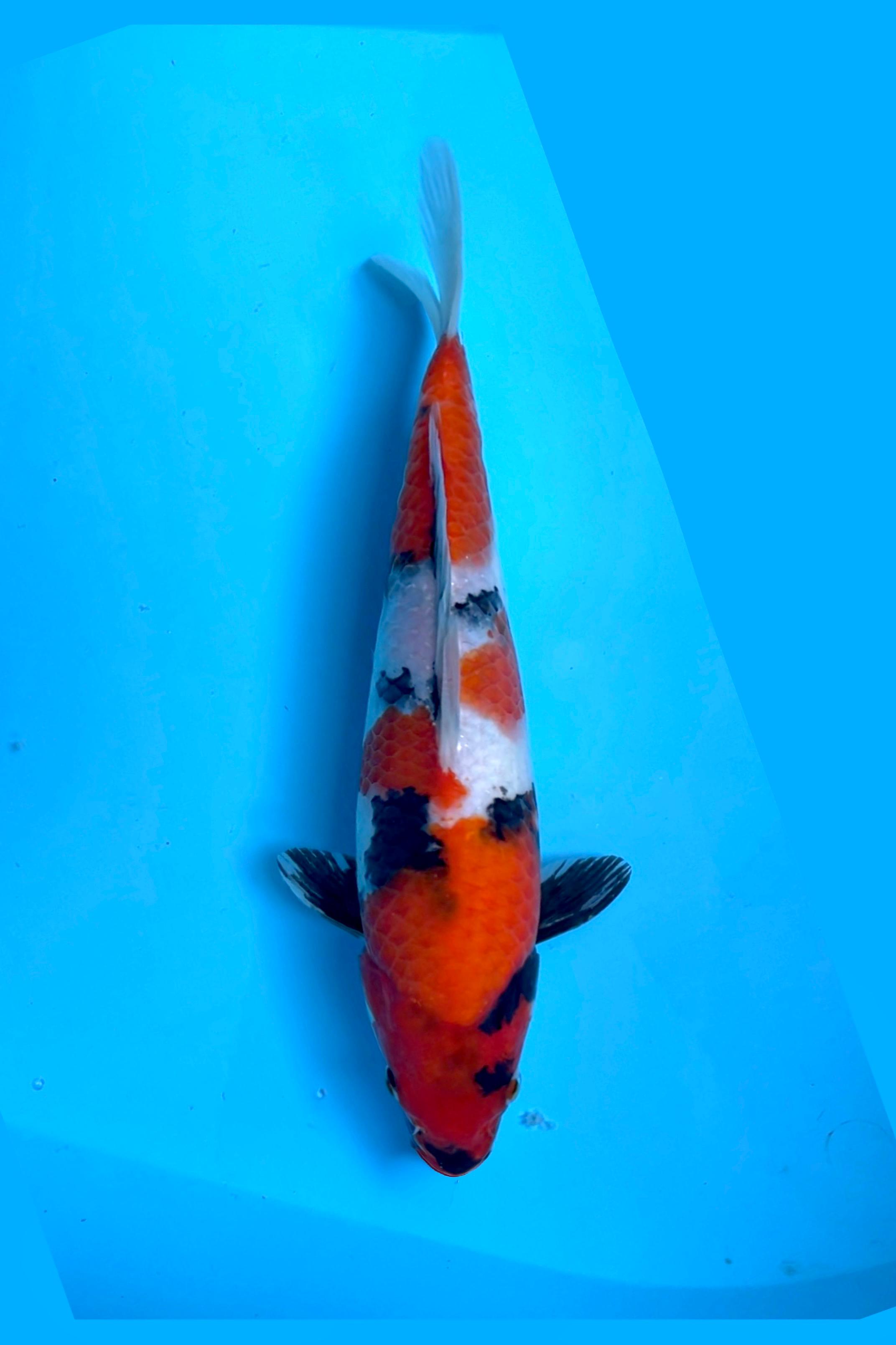 SHOWA SANSHOKU 29cm