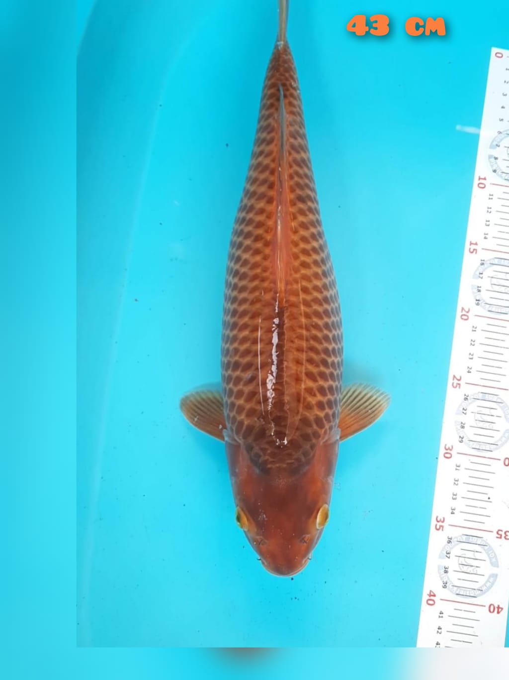 KARAMEL 43cm