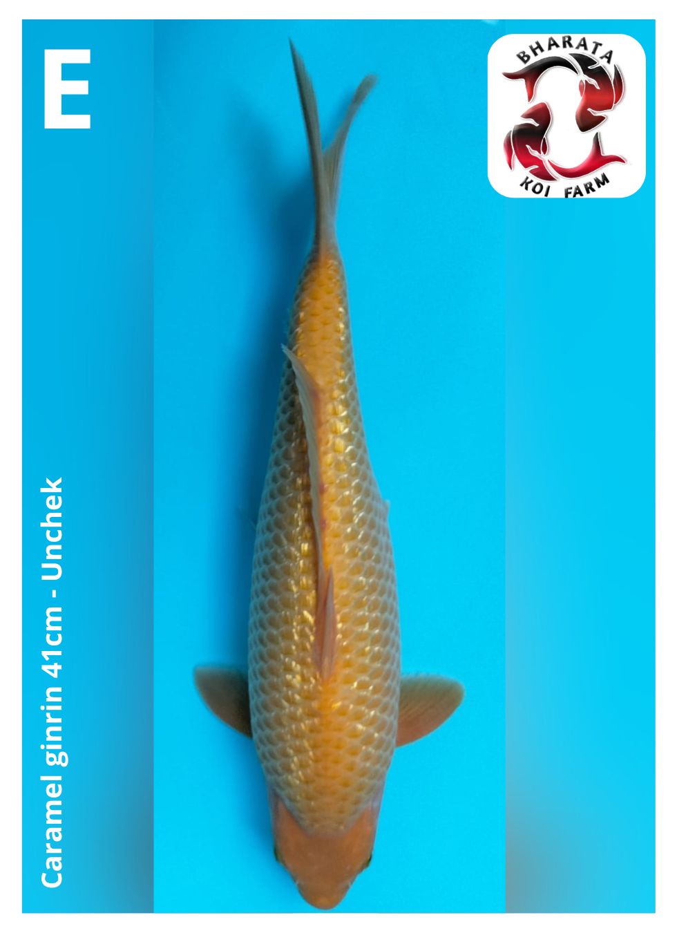CARAMEL GINRIN 41cm