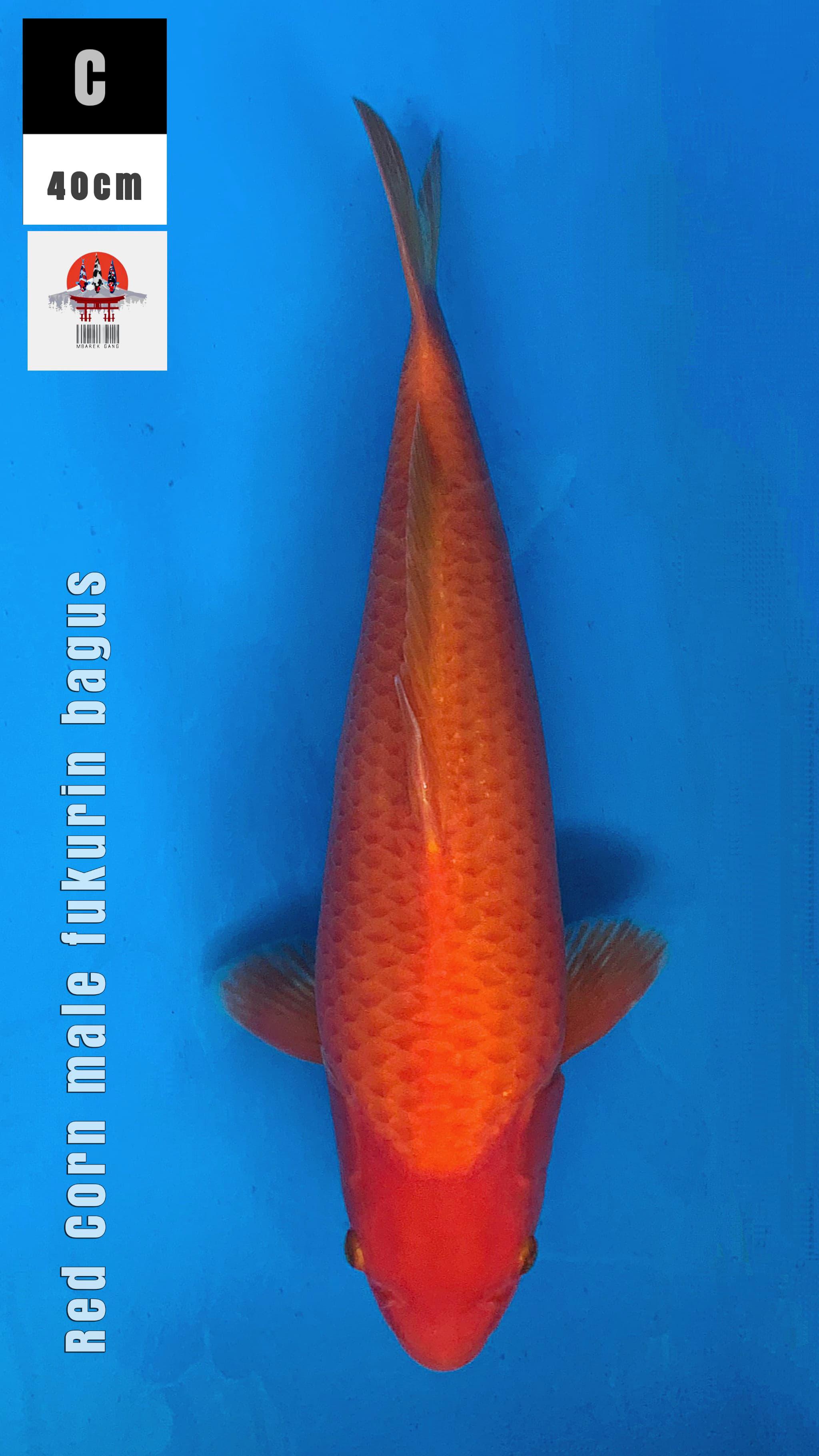 RED CORN FUKURIN BAGUS 40cm
