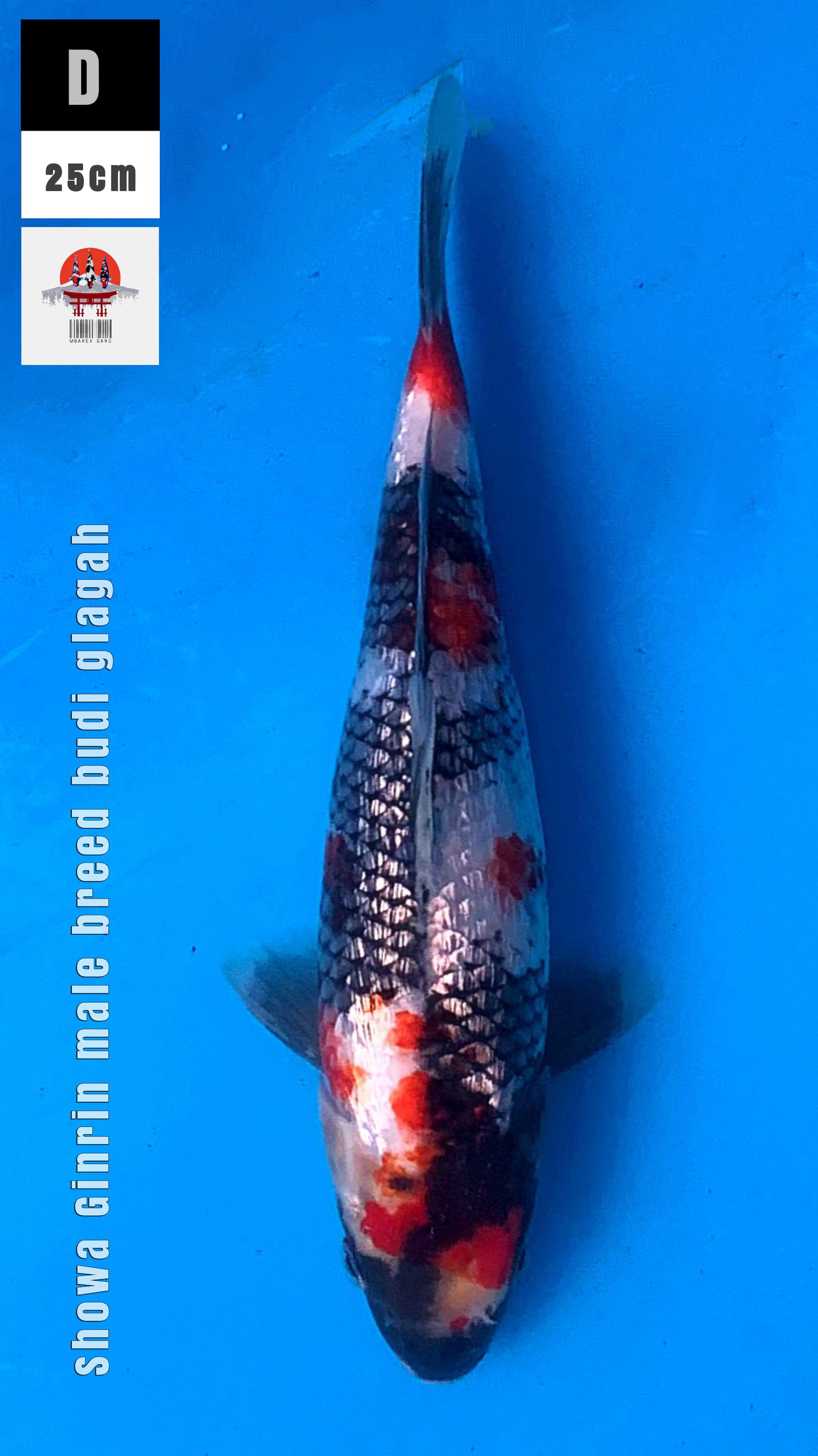 SHOWA GINRIN BREEDBUDI GLAGAH 25cm