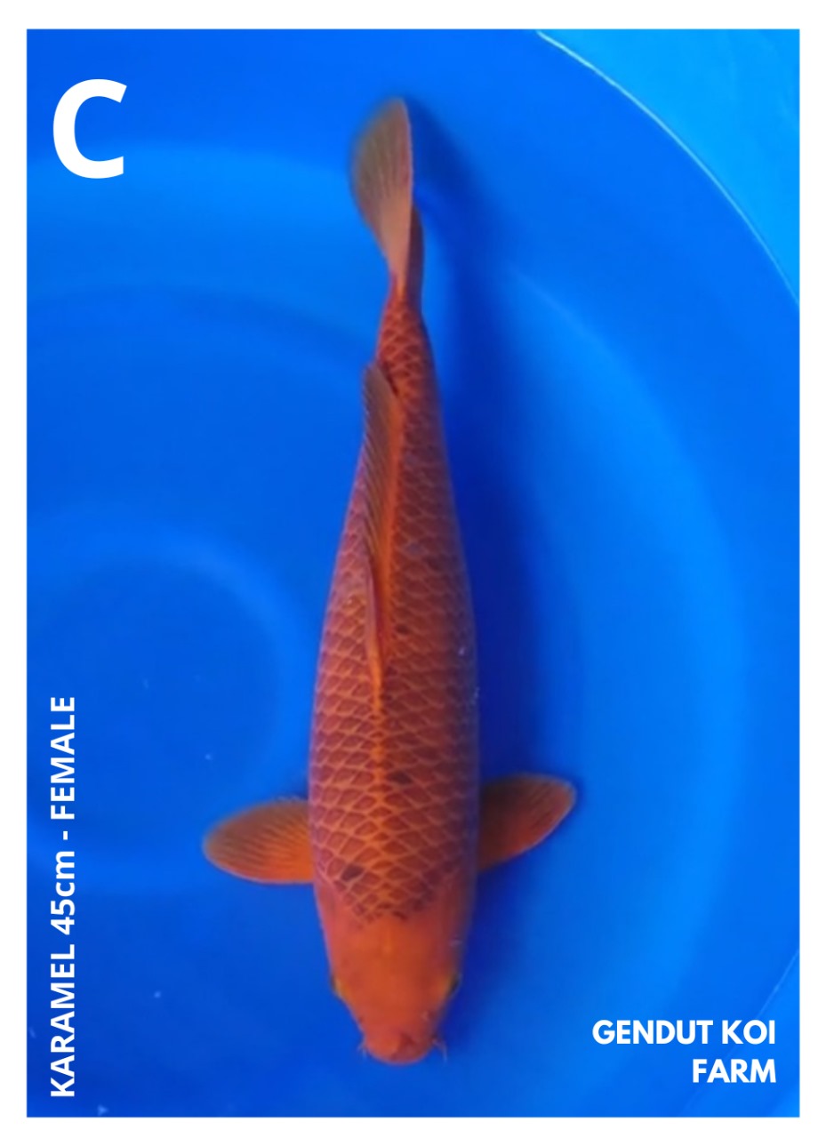 KARAMEL 45cm