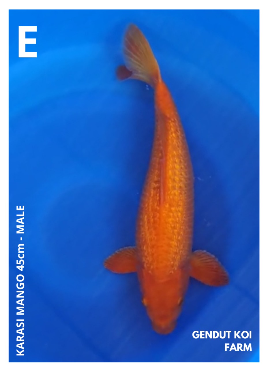 KARASI MANGO 45cm