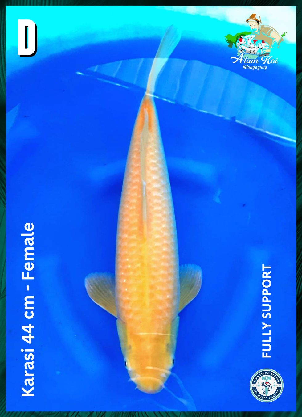 KARASI 44cm