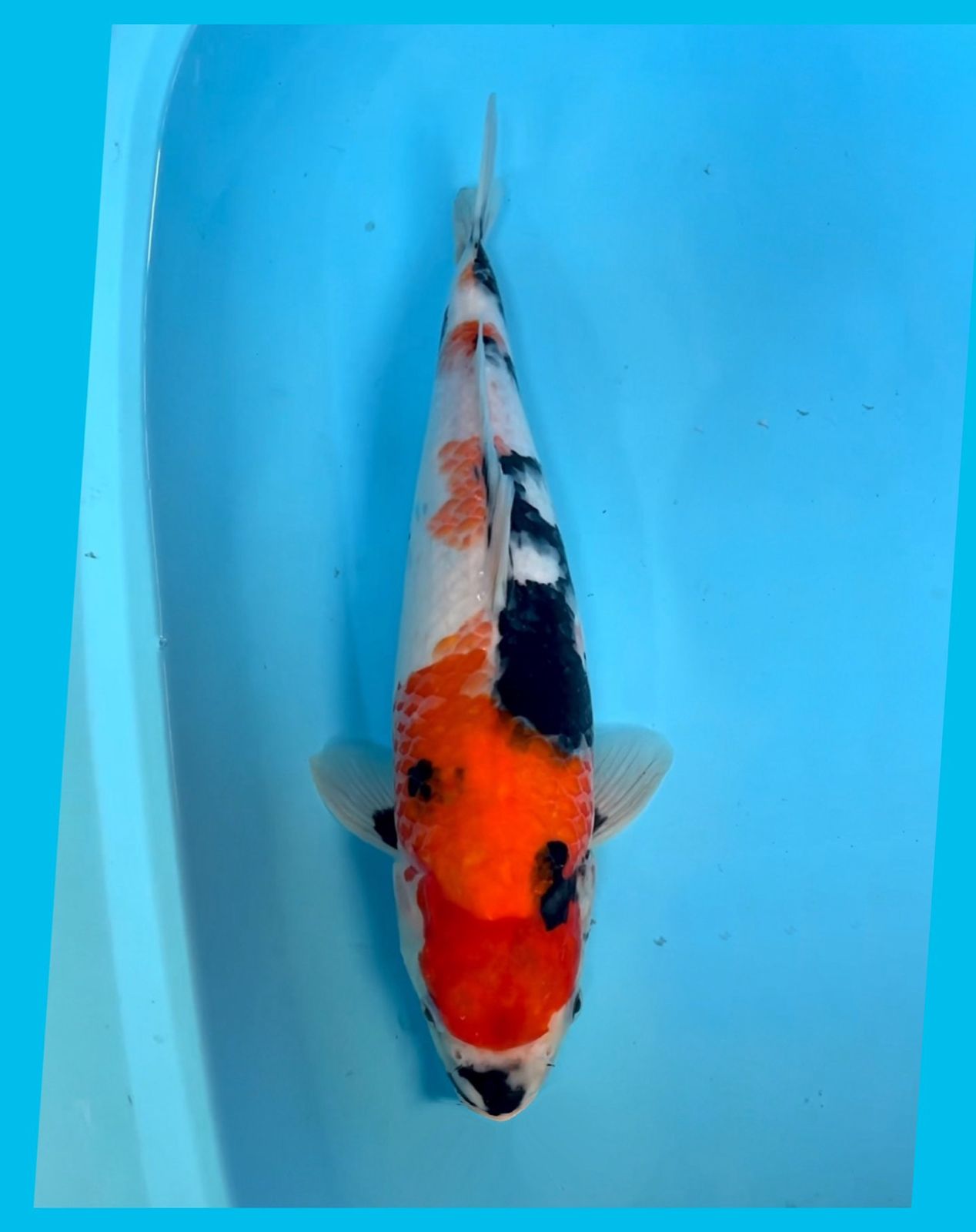 KINDAI SHOWA 38cm