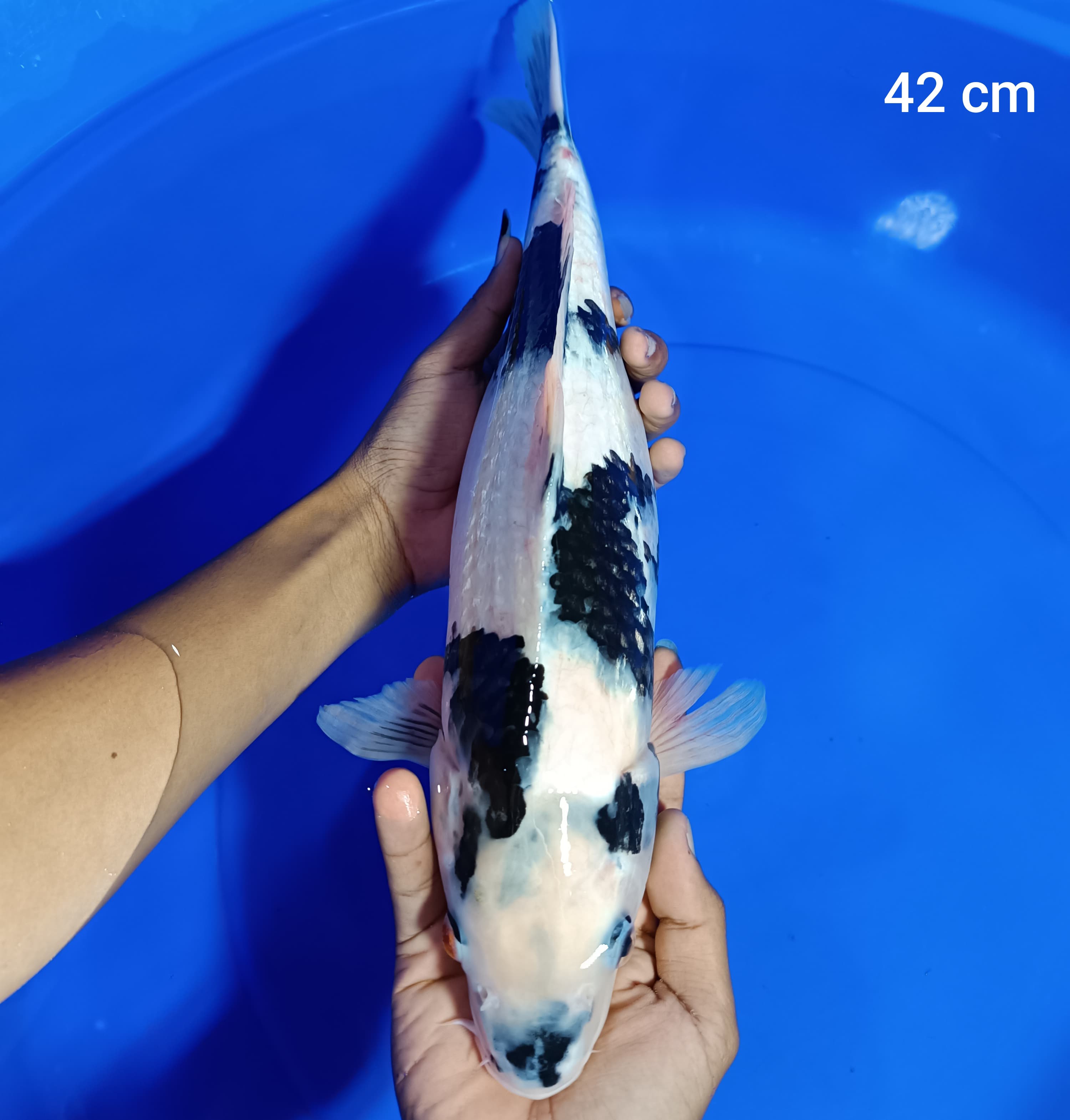 SHIRO GINDRIN 42cm