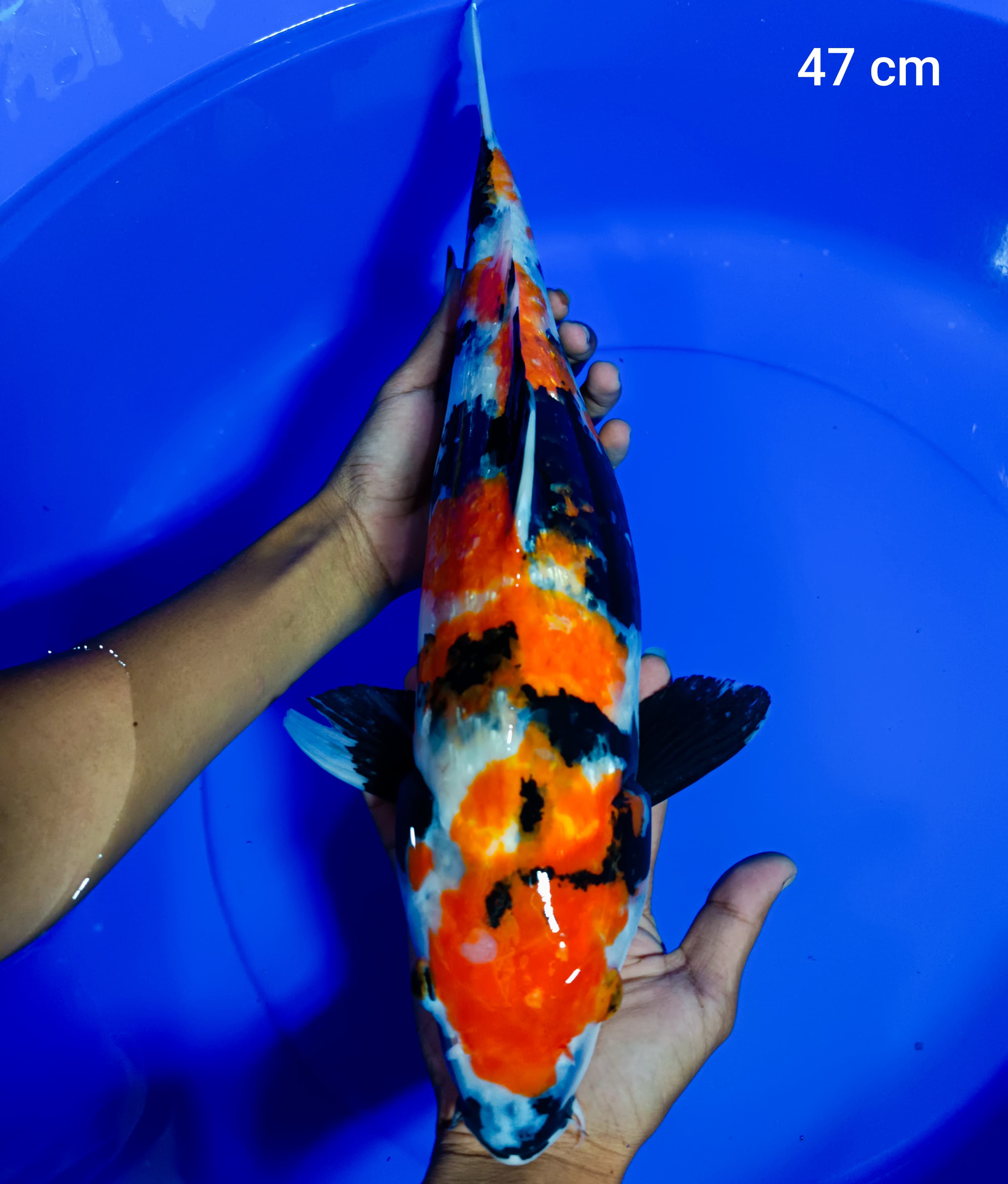 SHOWA GINDRIN 48cm