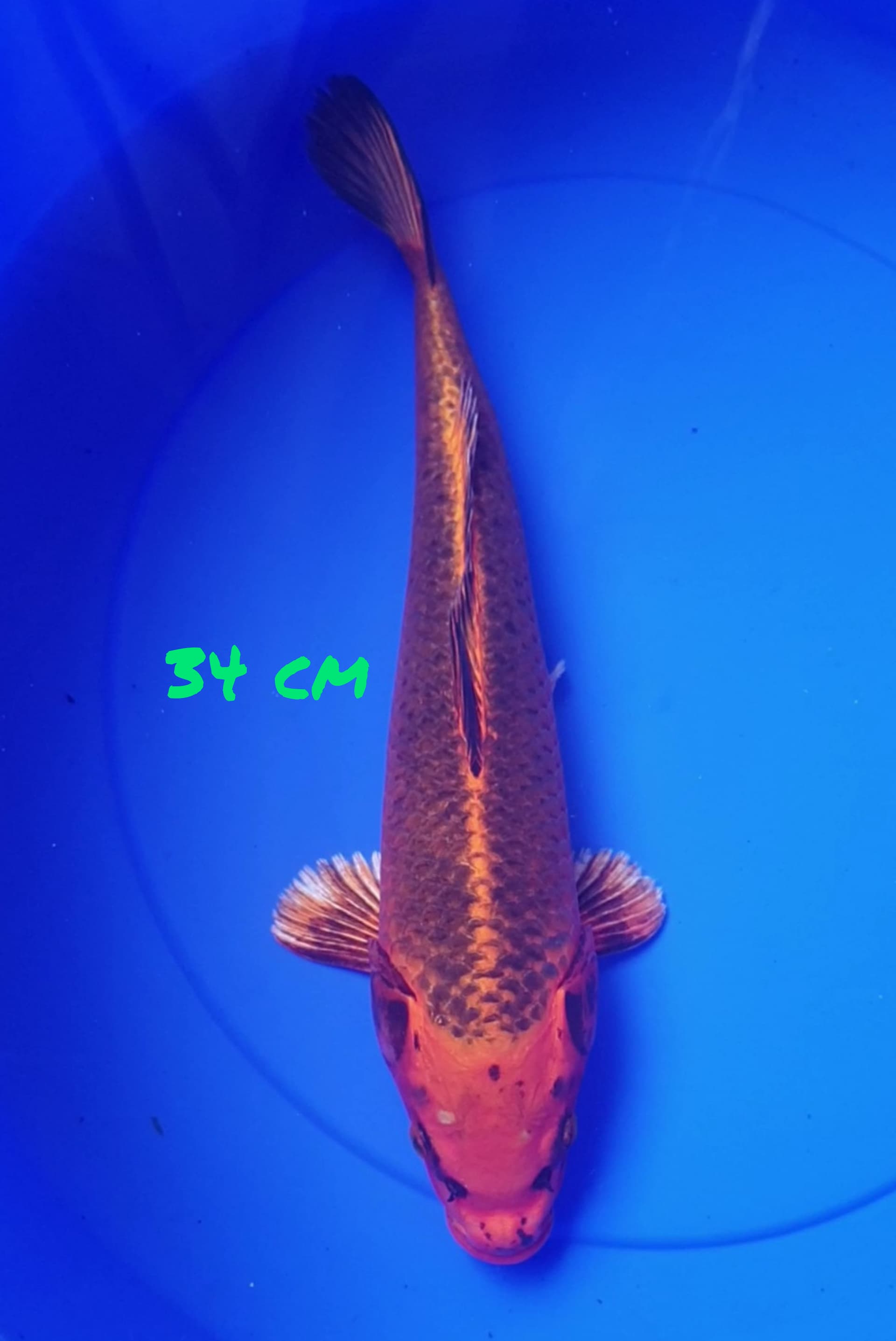 GIN MATSUBA 34cm
