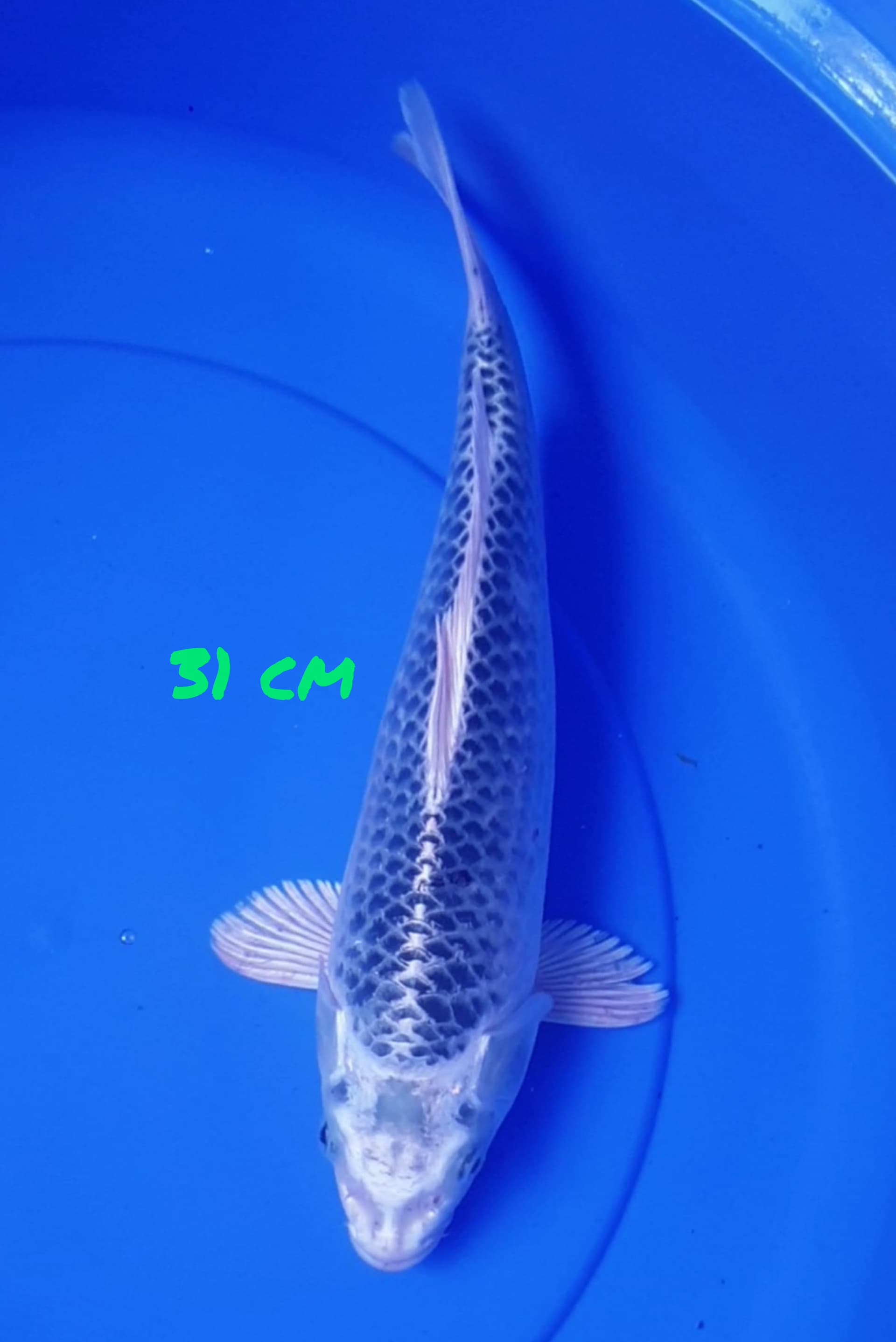KIN MATSUBA 31cm