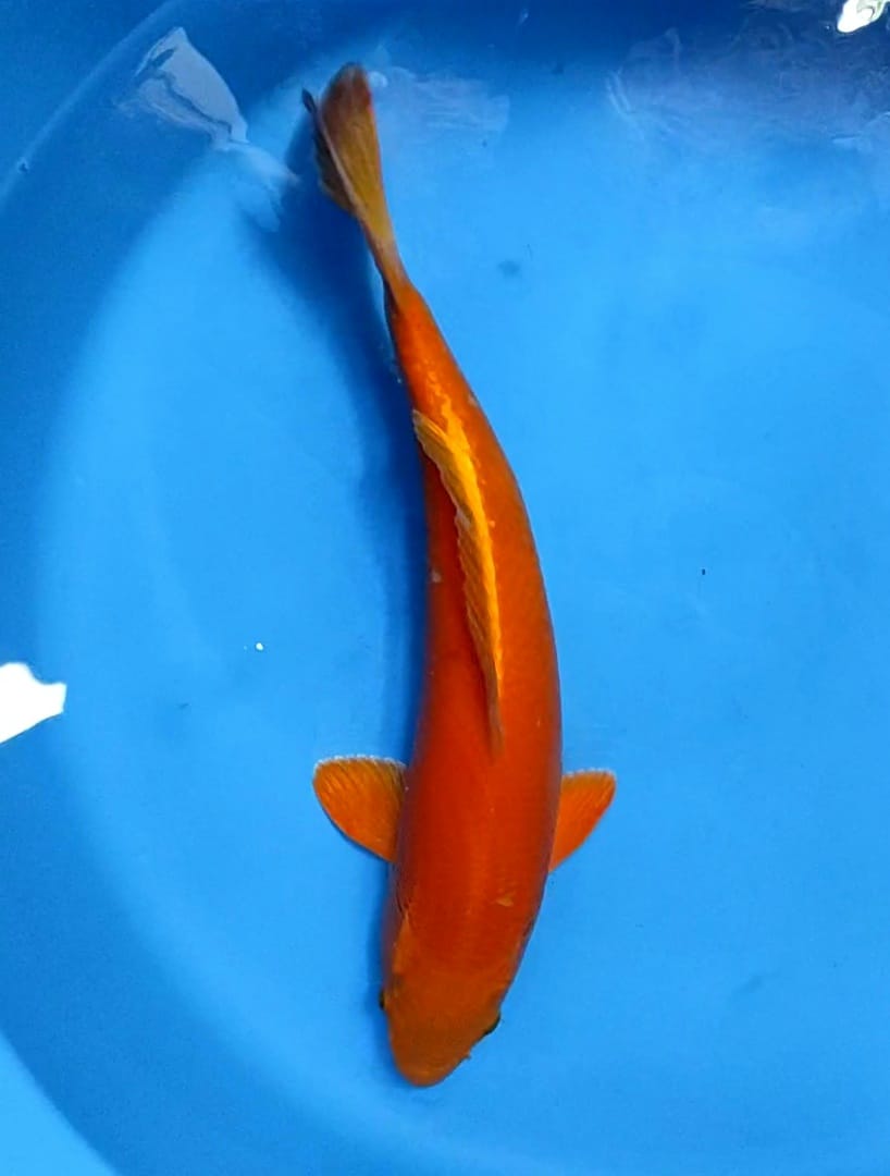 RED KARASI 40cm MALE