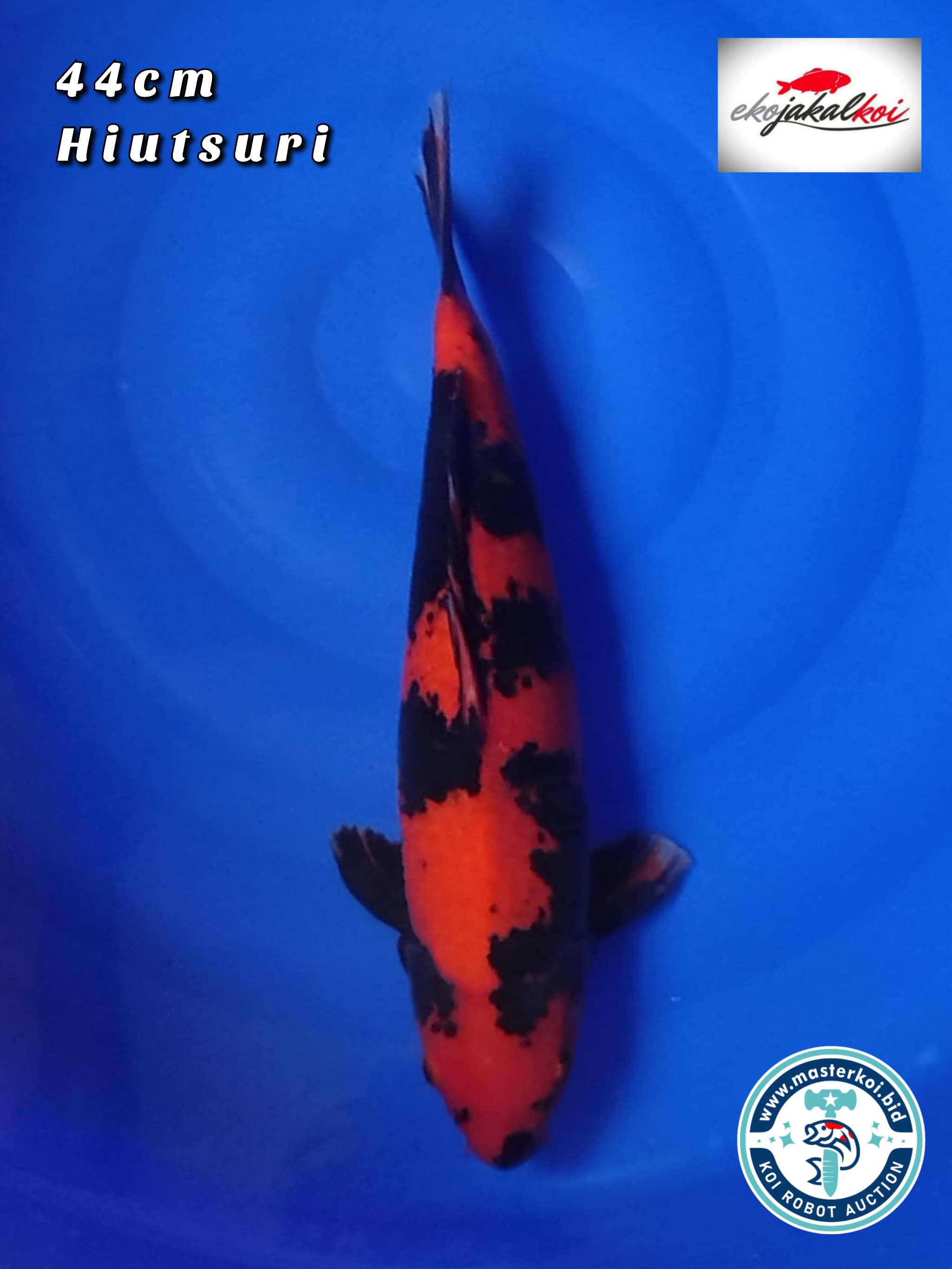 HIUTSURI STRONG 44cm