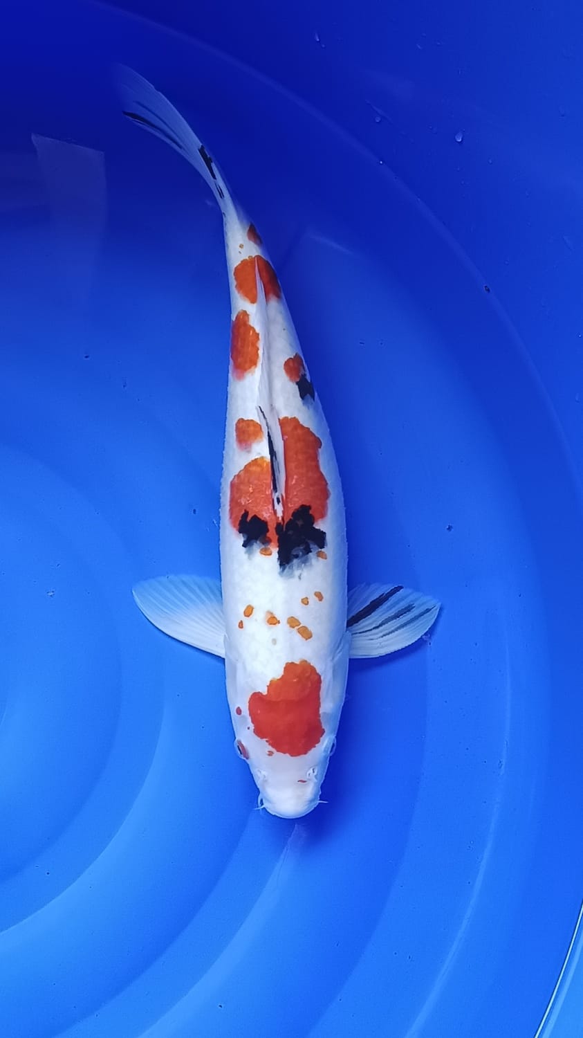 F1 SANKE TSUBOSUMI 45cm