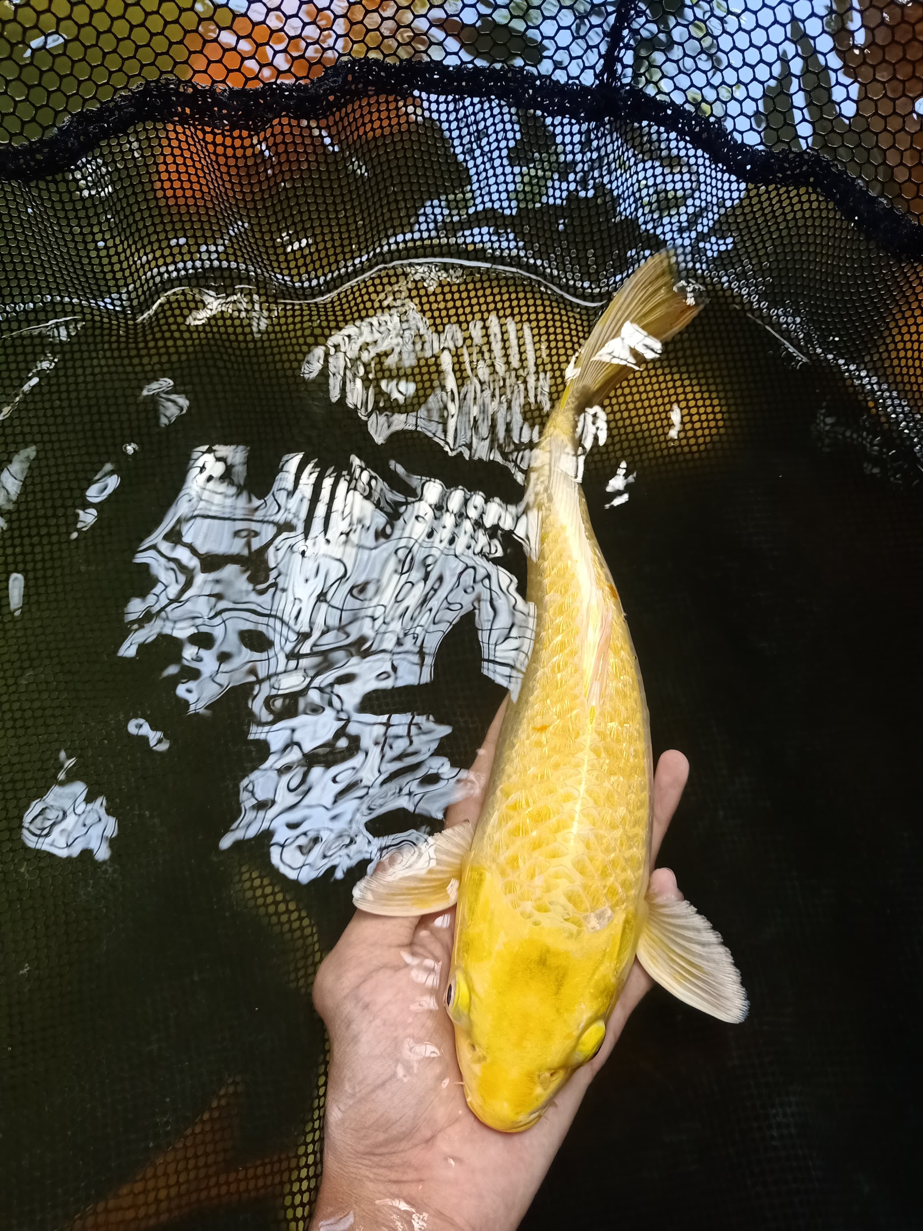 GOLD MUKASI GINRIN 34cm